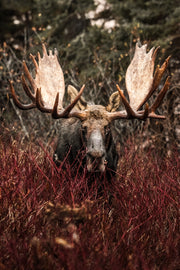 Moose - Autumn 181