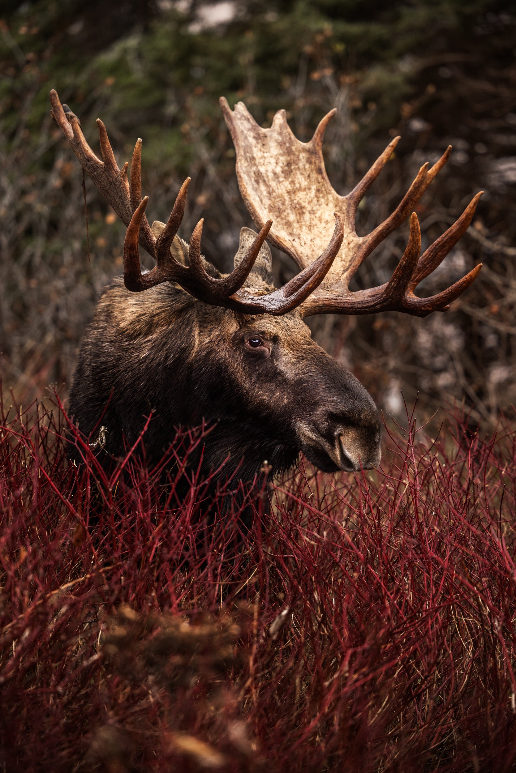 Moose - Autumn 182