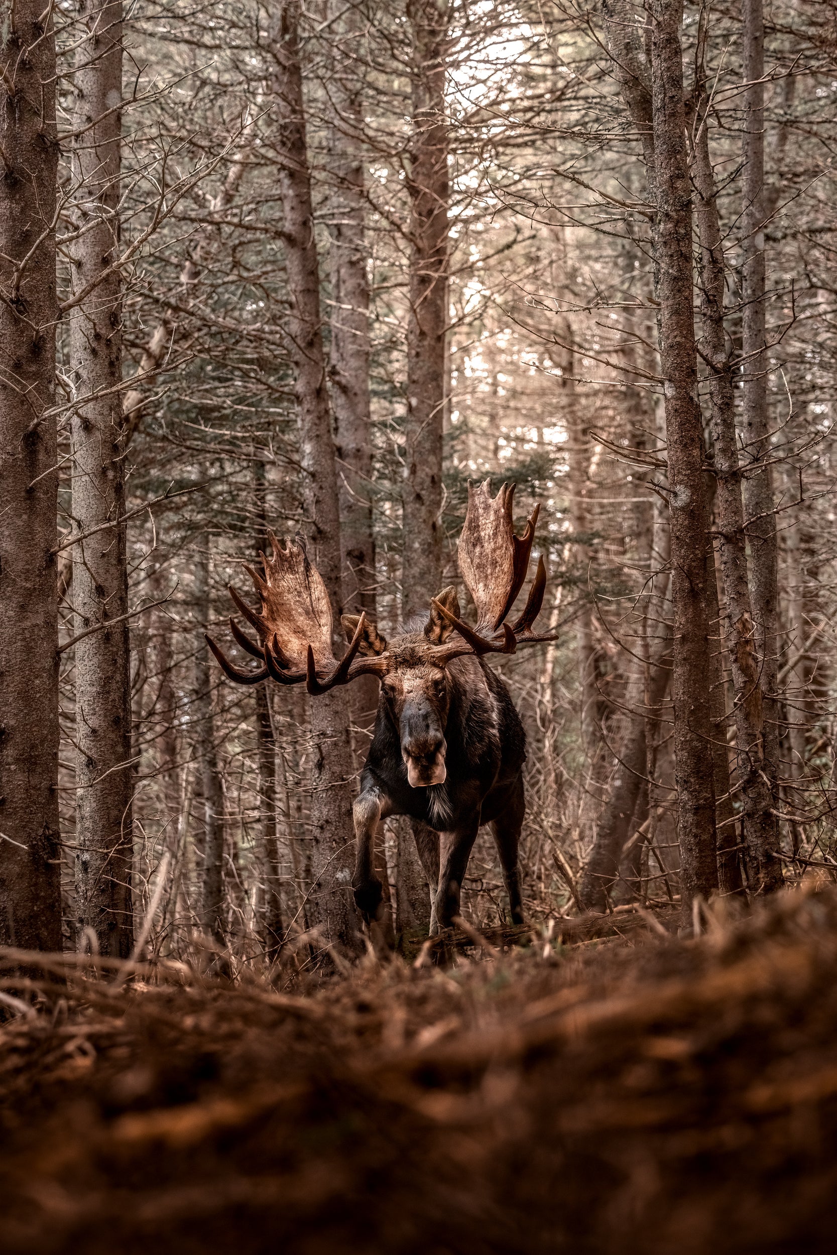 Moose - Autumn 183