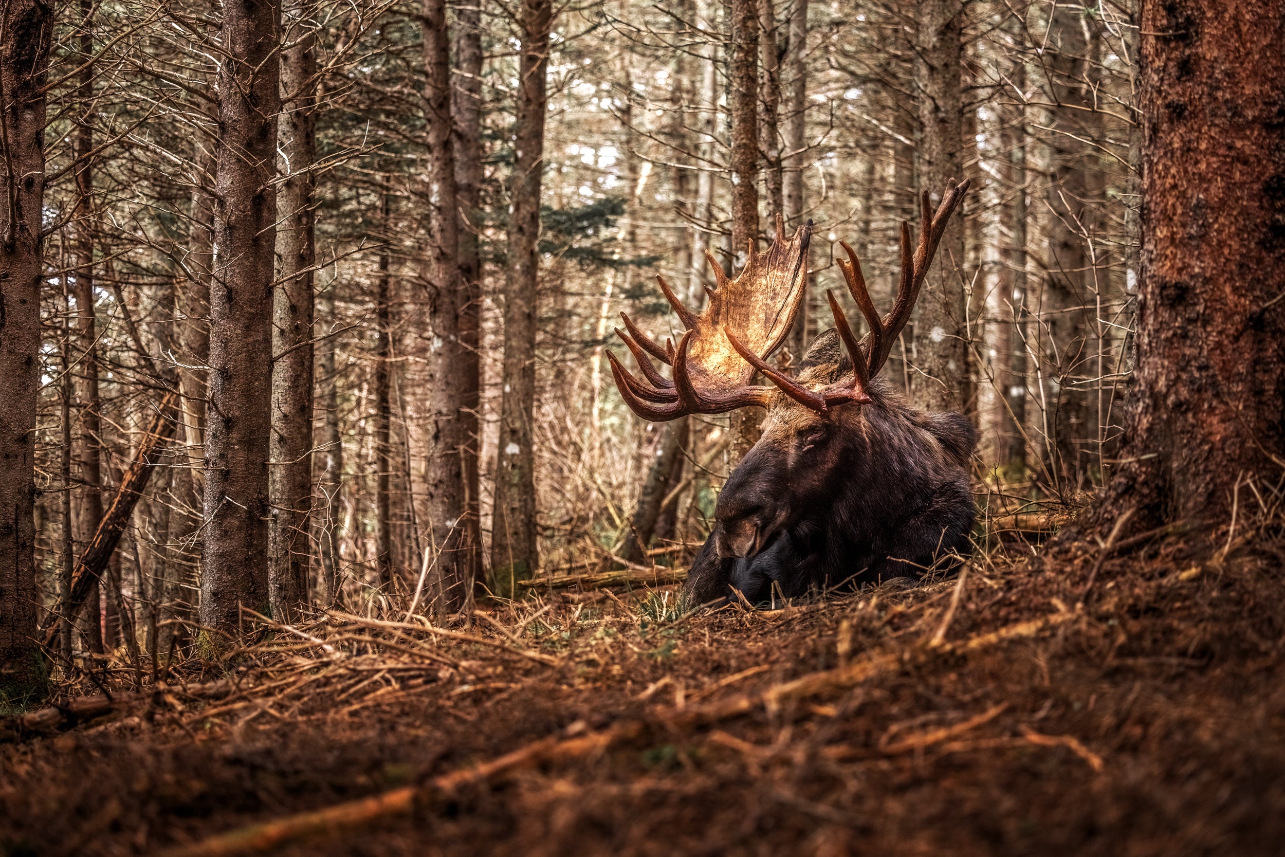 Moose - Autumn 184
