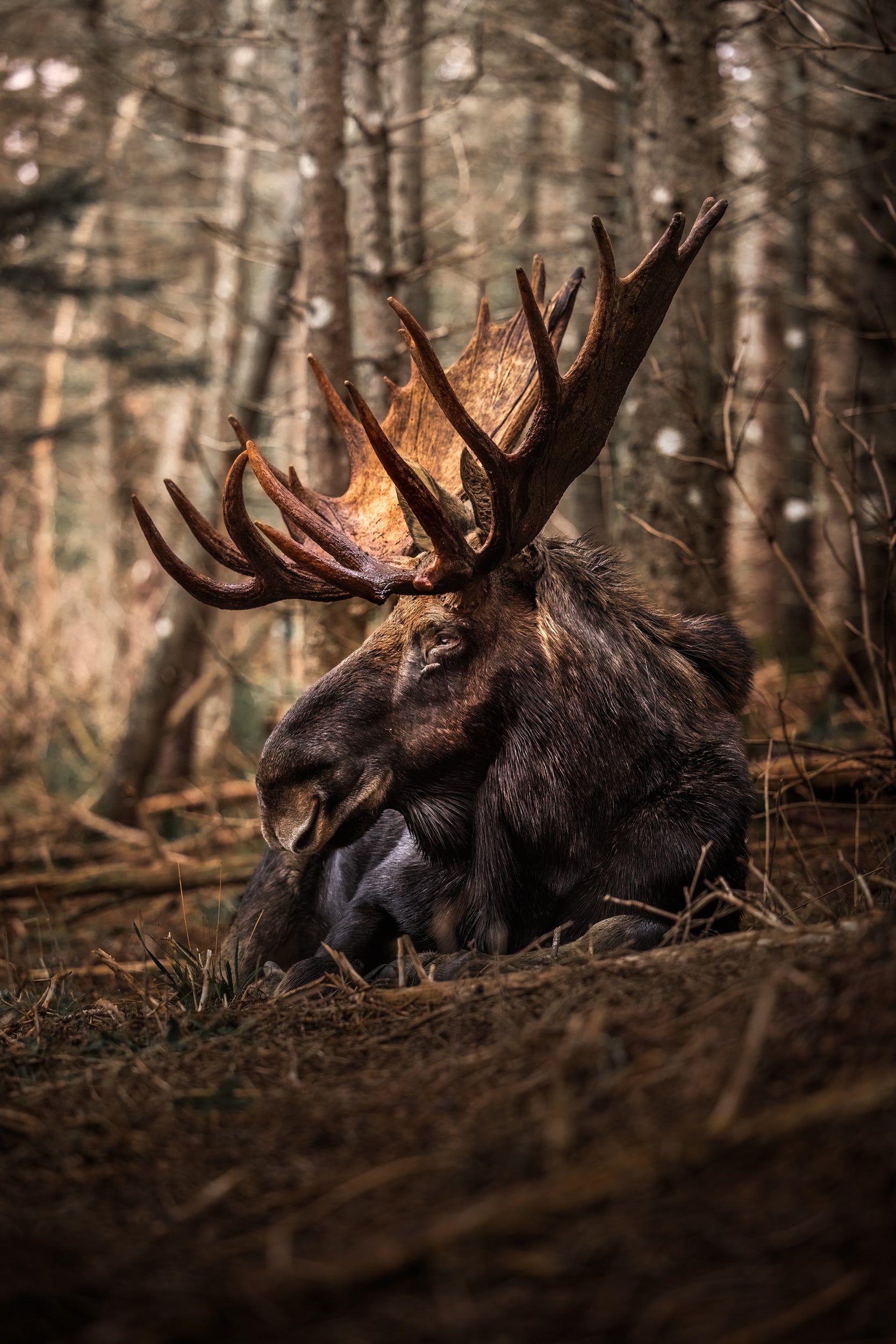 Moose - Autumn 185