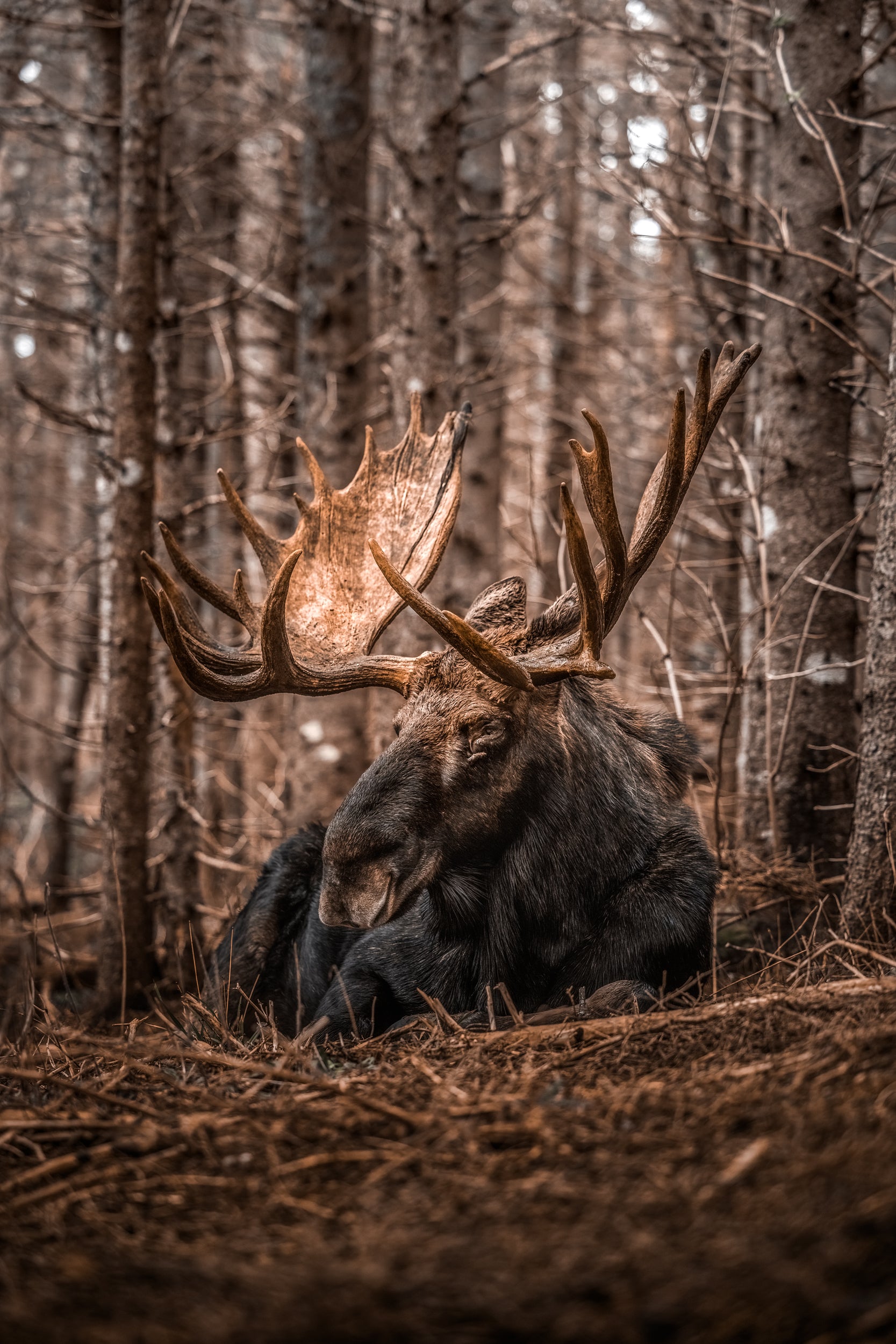 Moose - Autumn 186