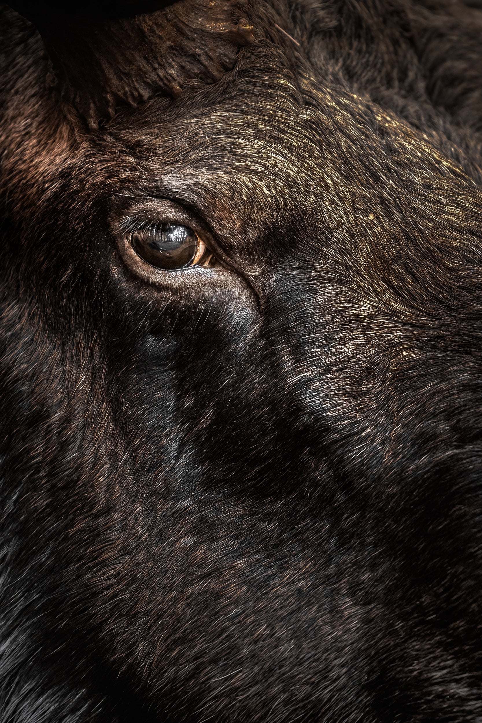 Moose - Autumn 187