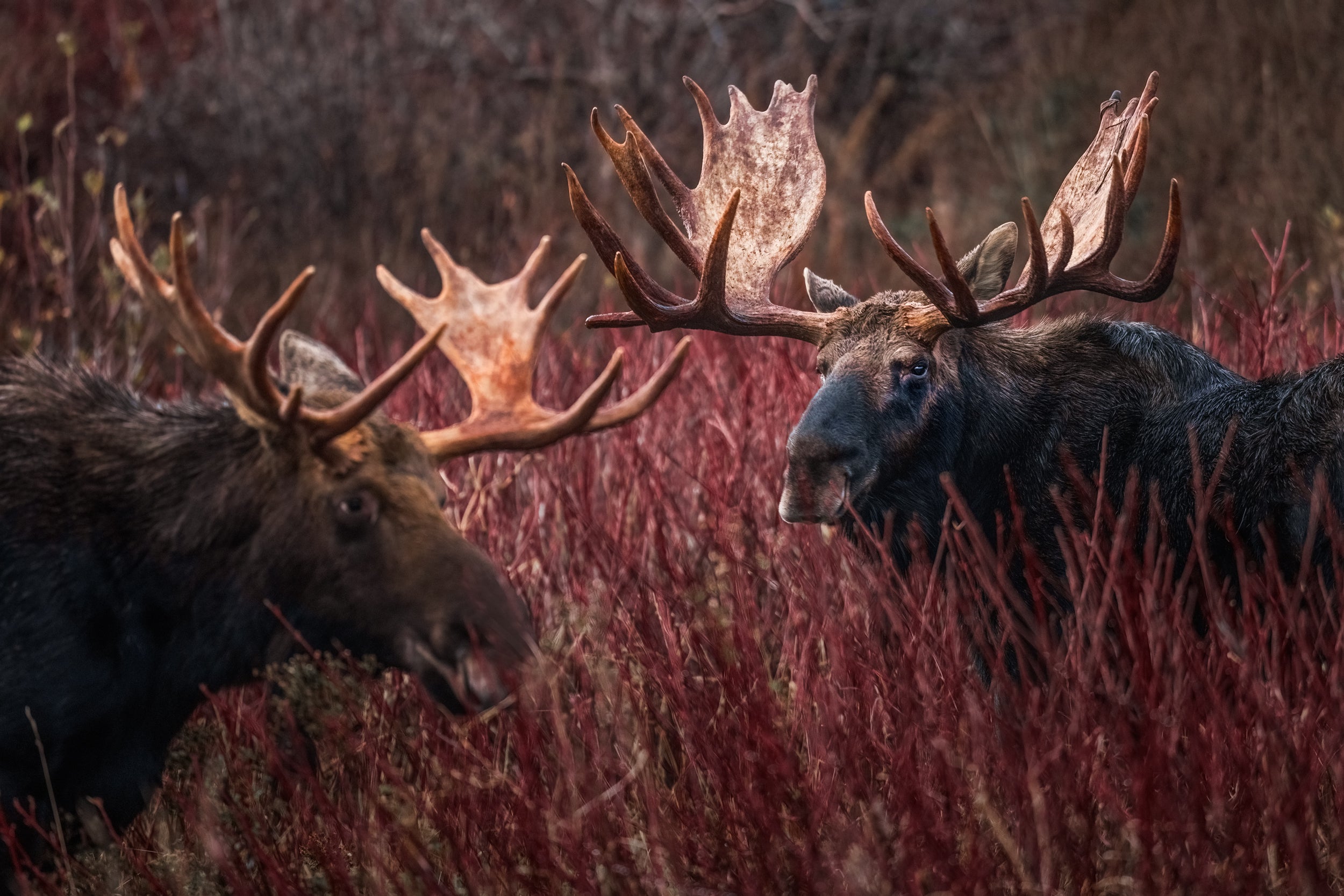 Moose - Autumn 189