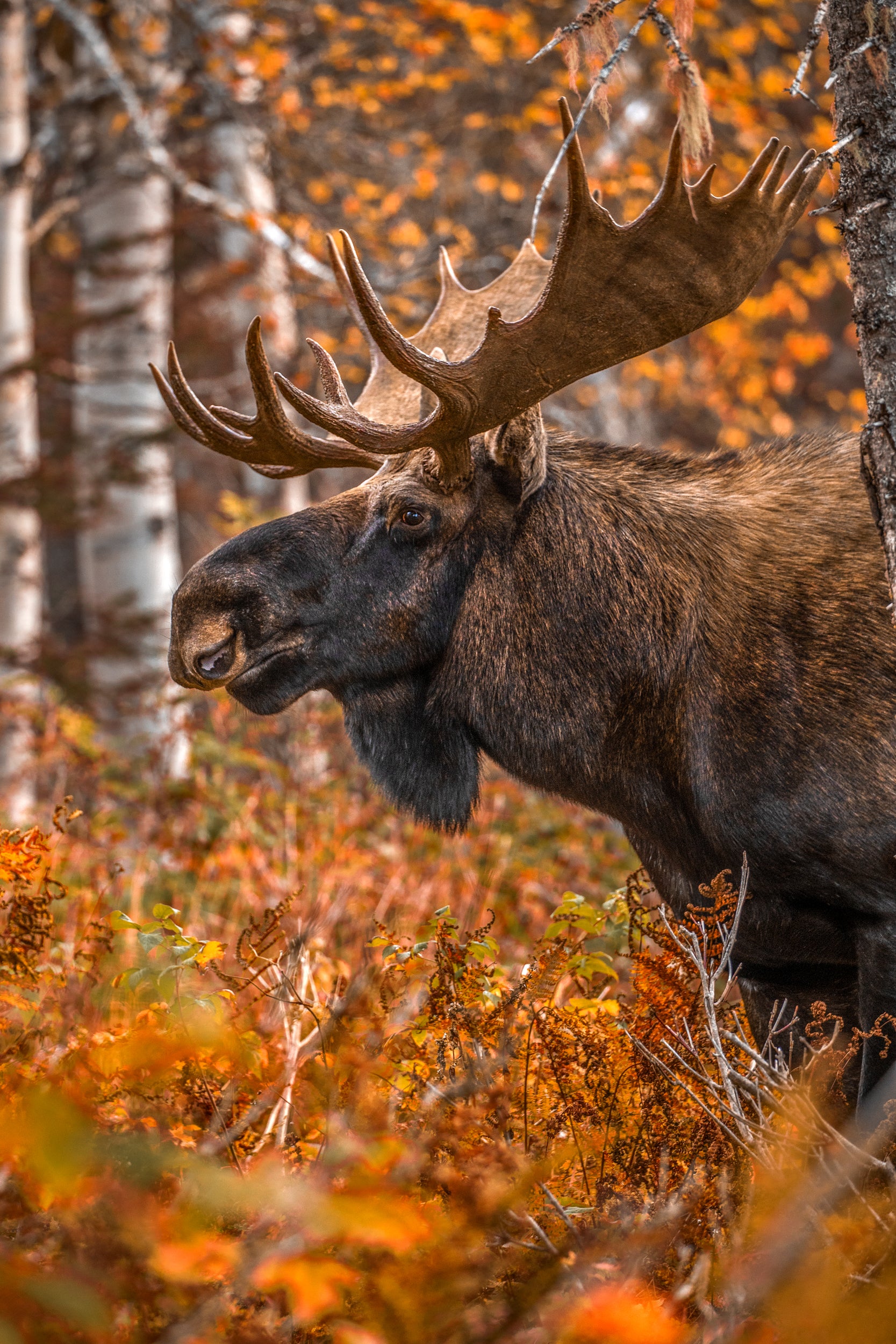 Moose - Fall 019