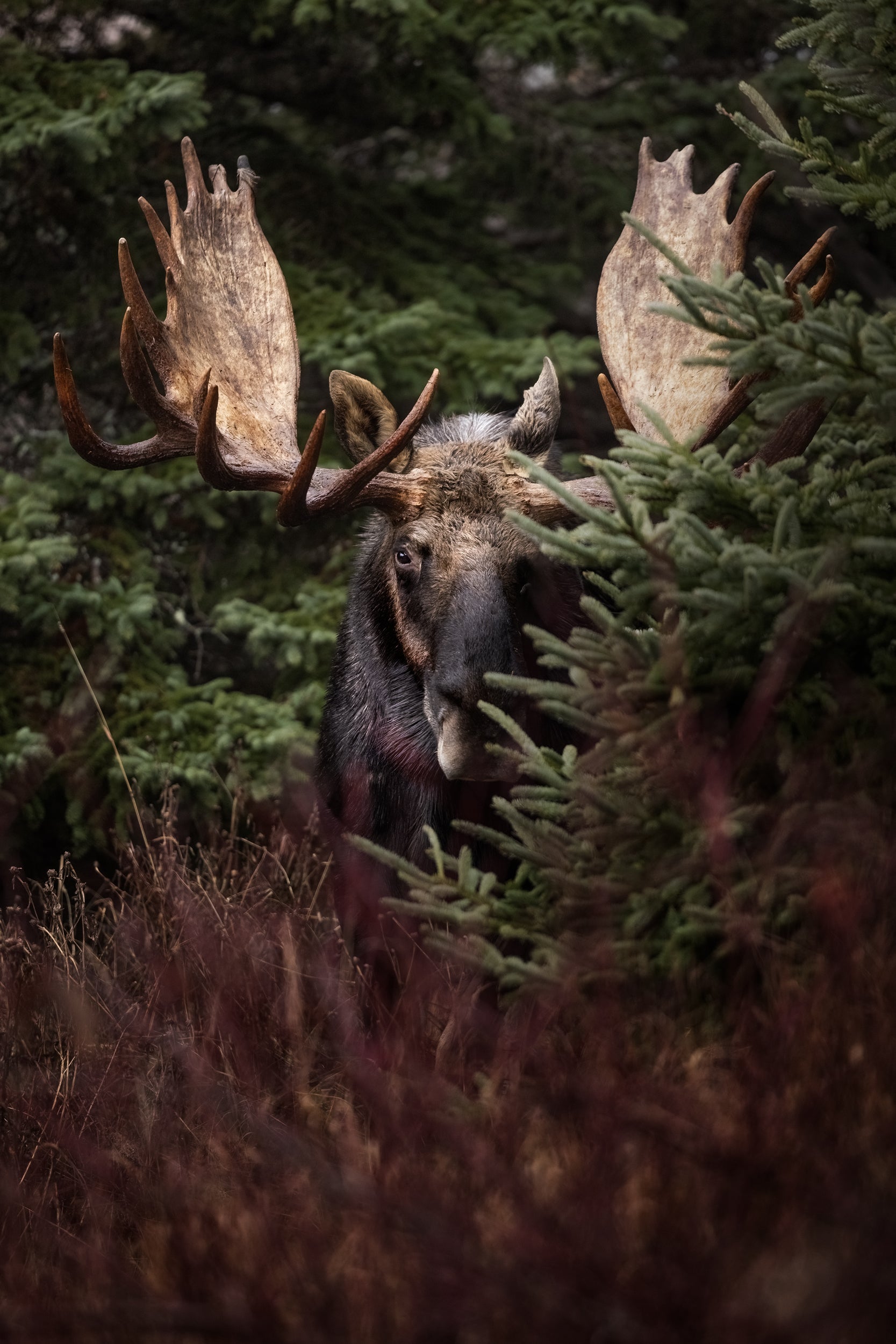 Moose - Autumn 191