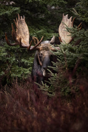 Moose - Autumn 191