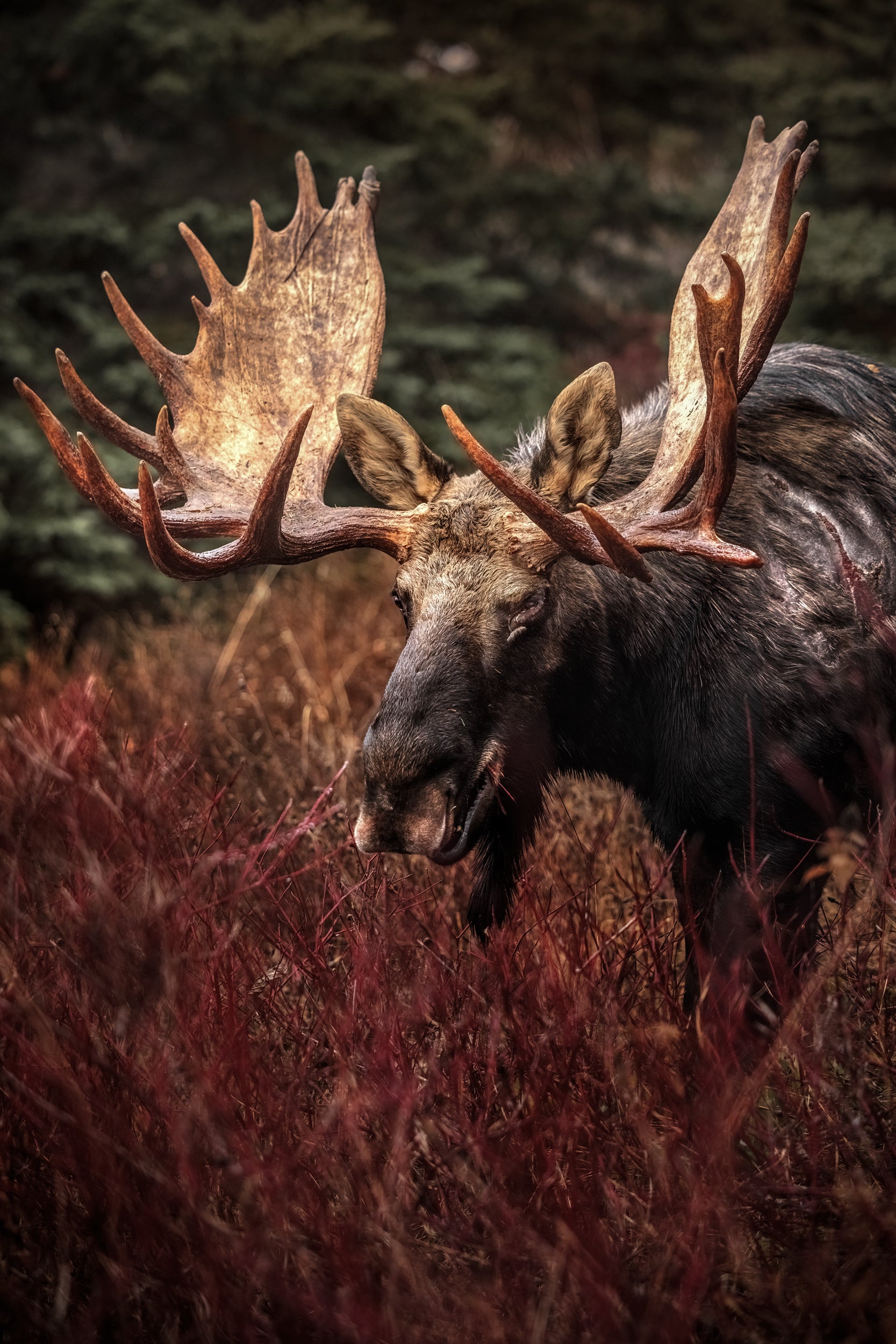 Moose - Fall 192