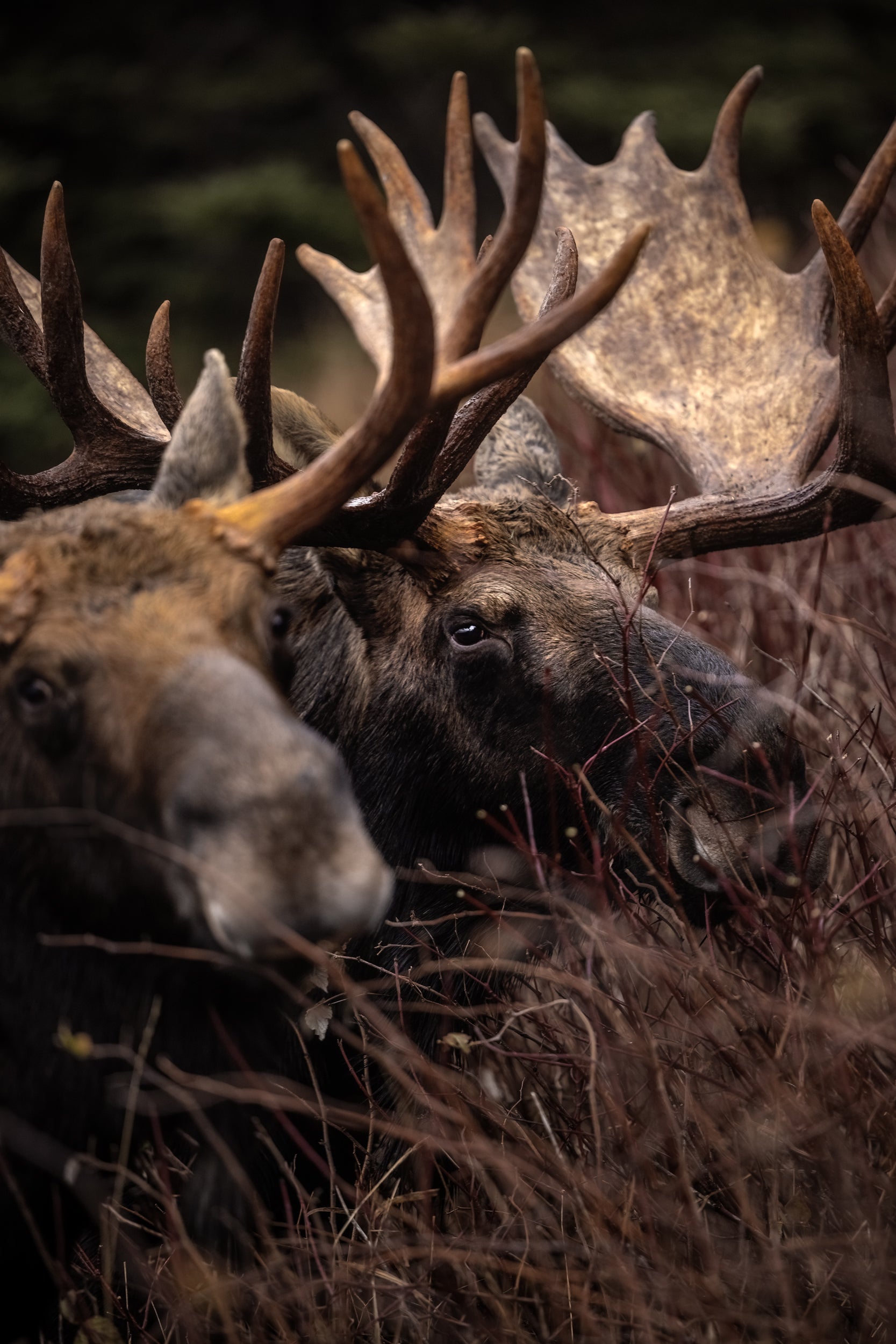 Moose - Autumn 194