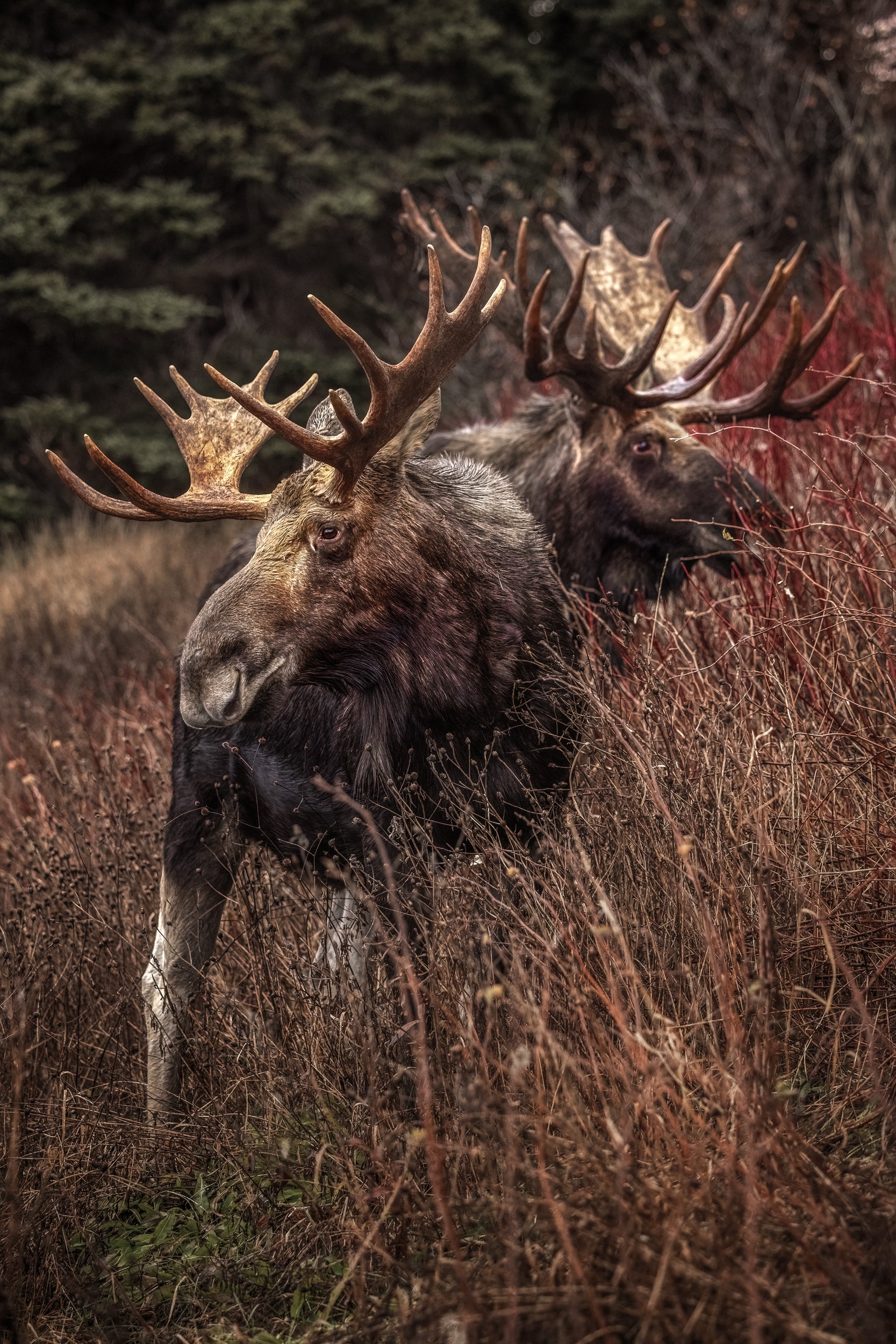 Moose - Fall 195