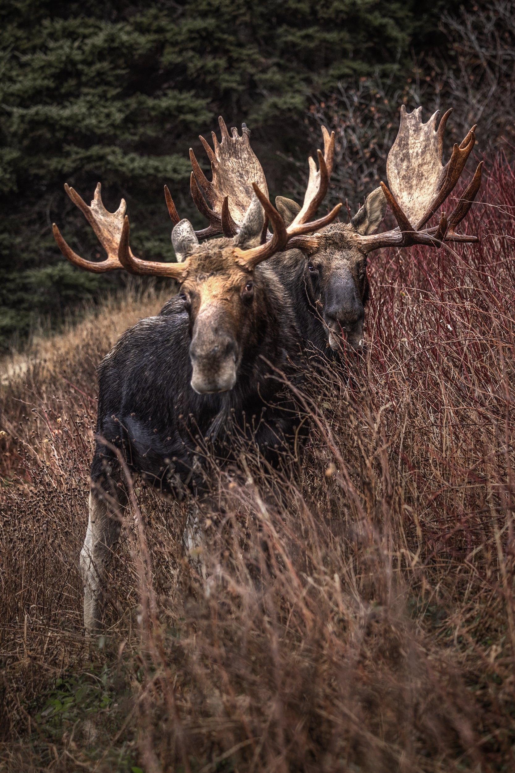 Moose - Fall 196