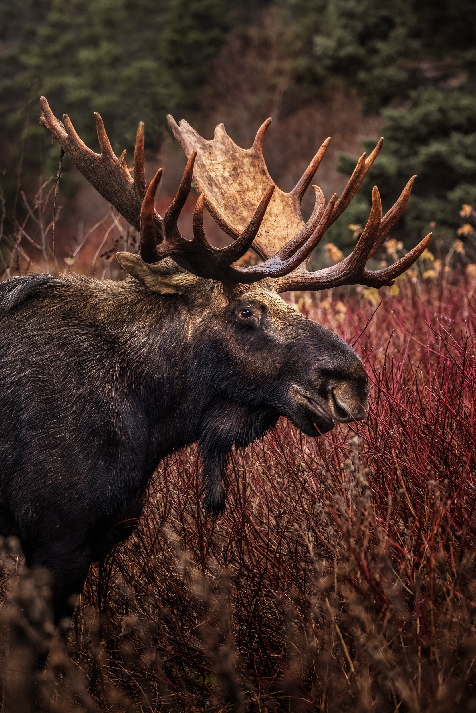 Moose - Fall 197