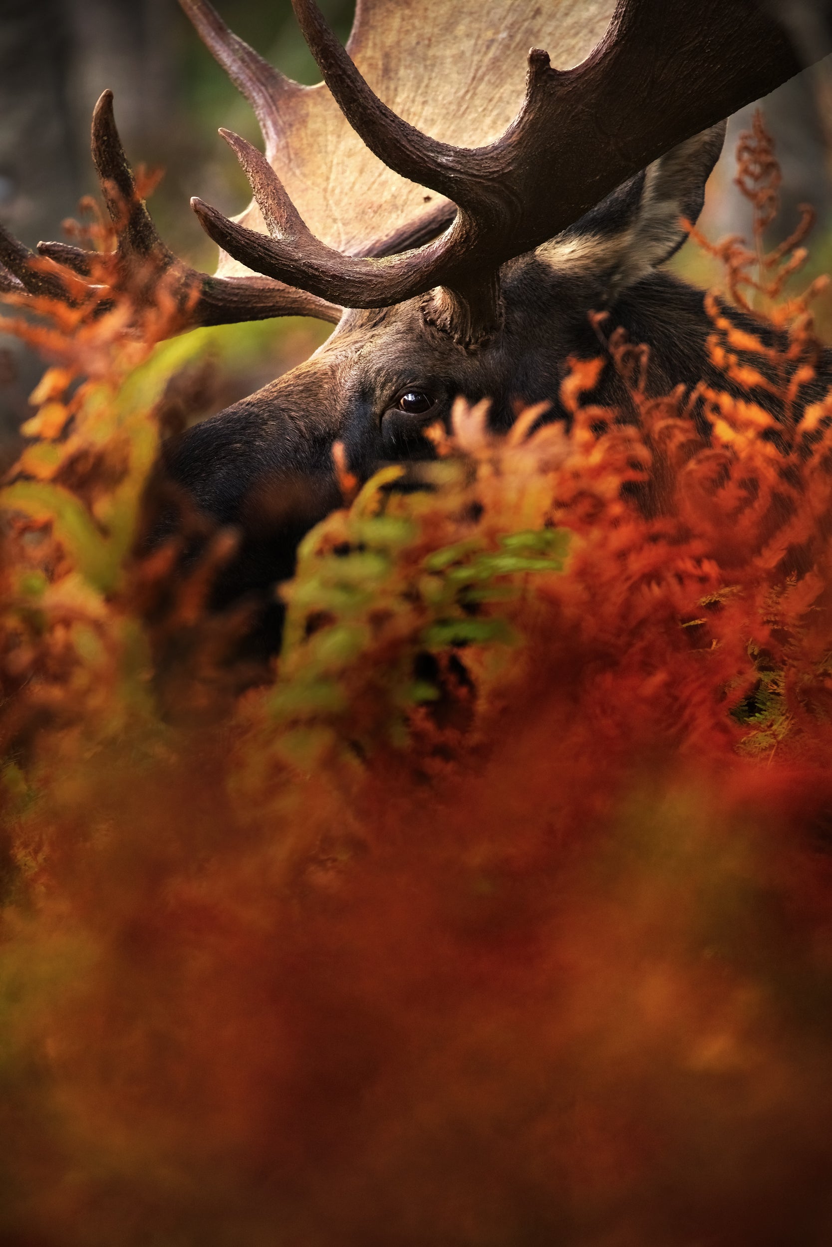 Moose - Fall 020