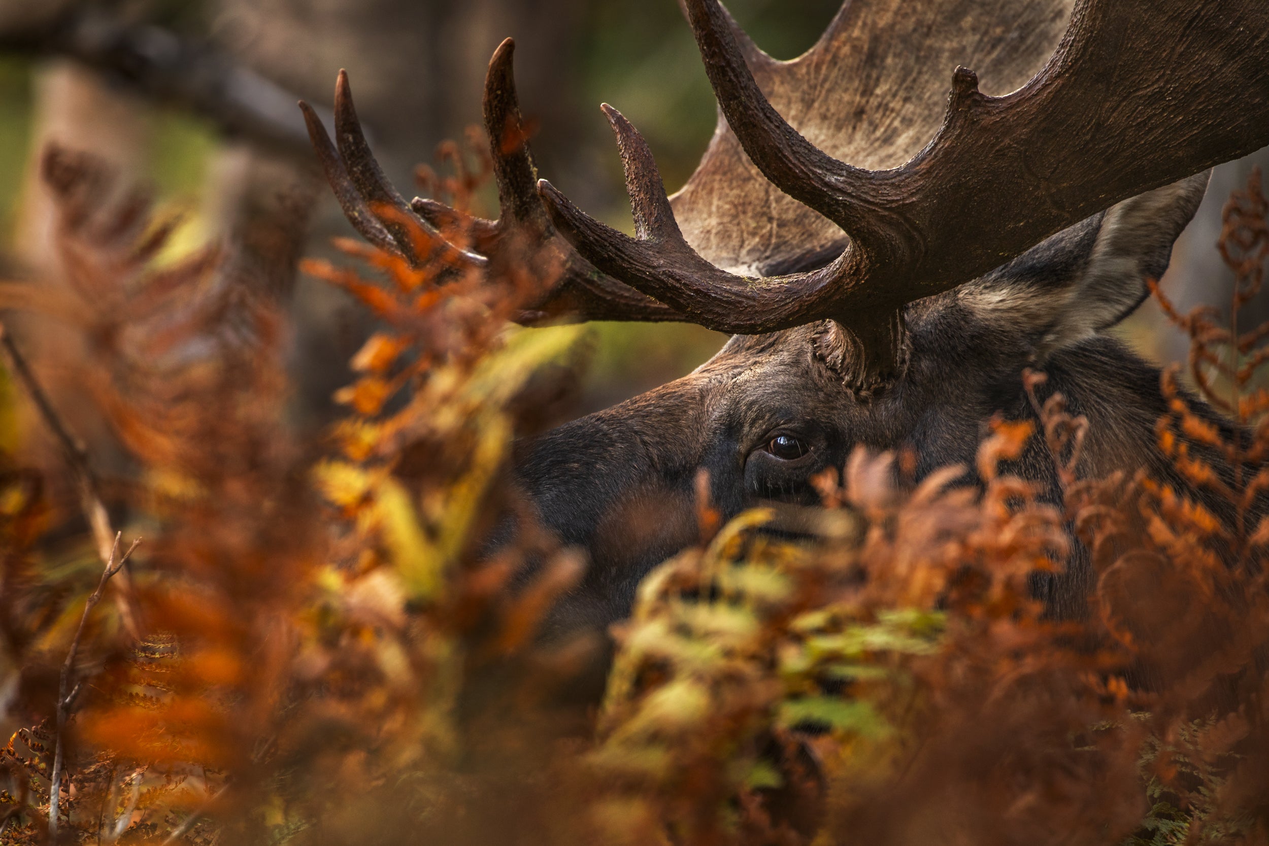 Moose - Fall 021