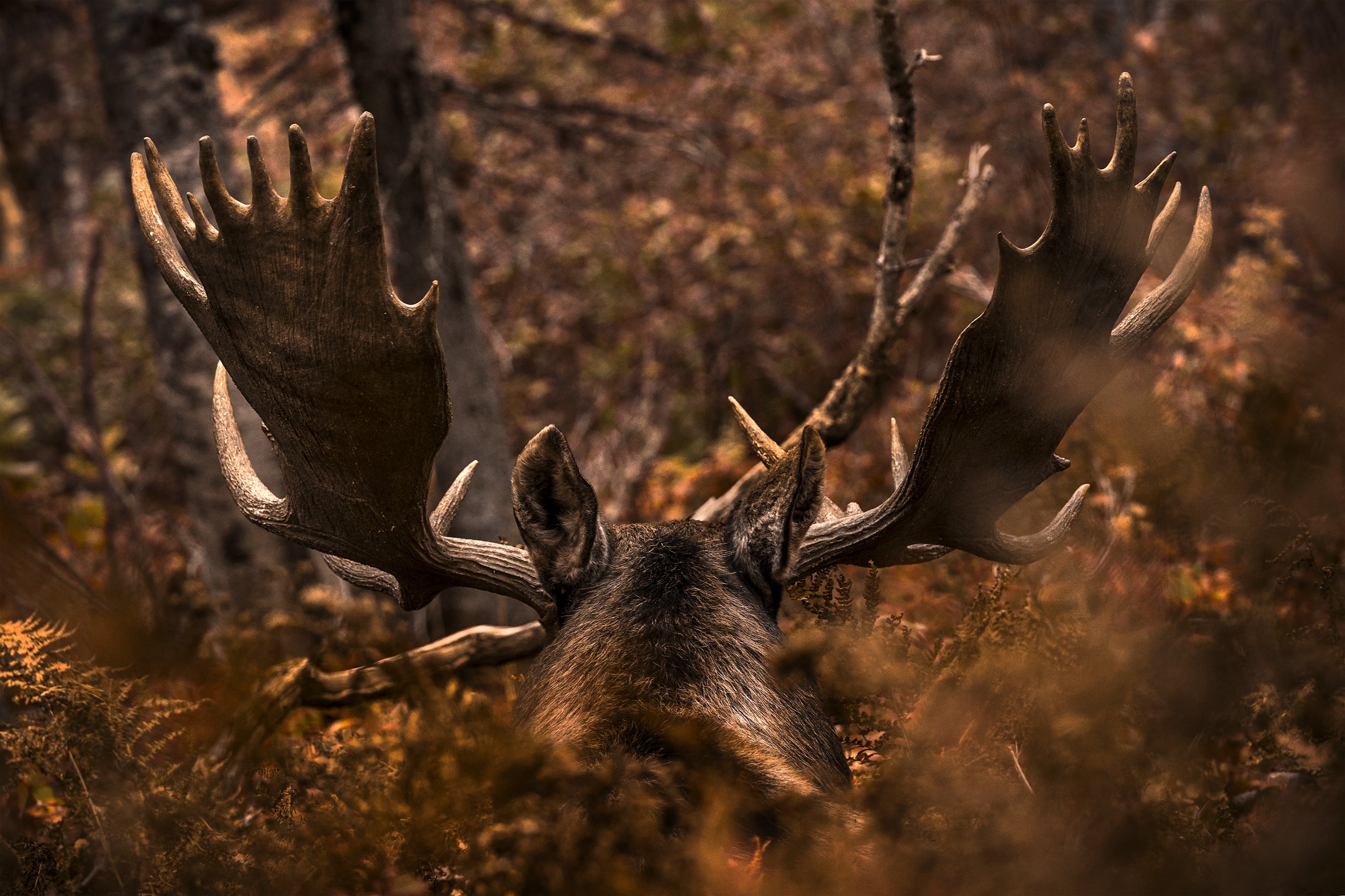 Moose - Autumn 024