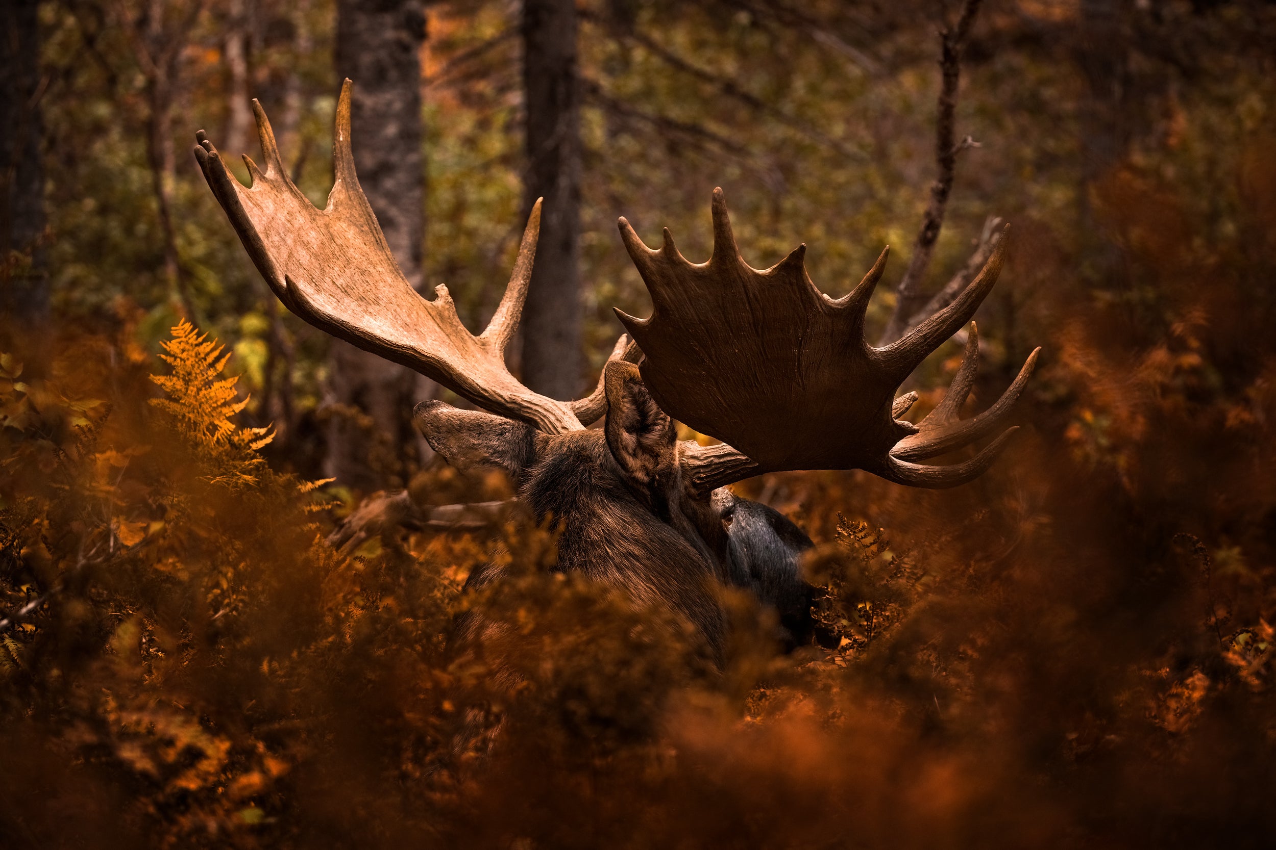 Moose - Autumn 025