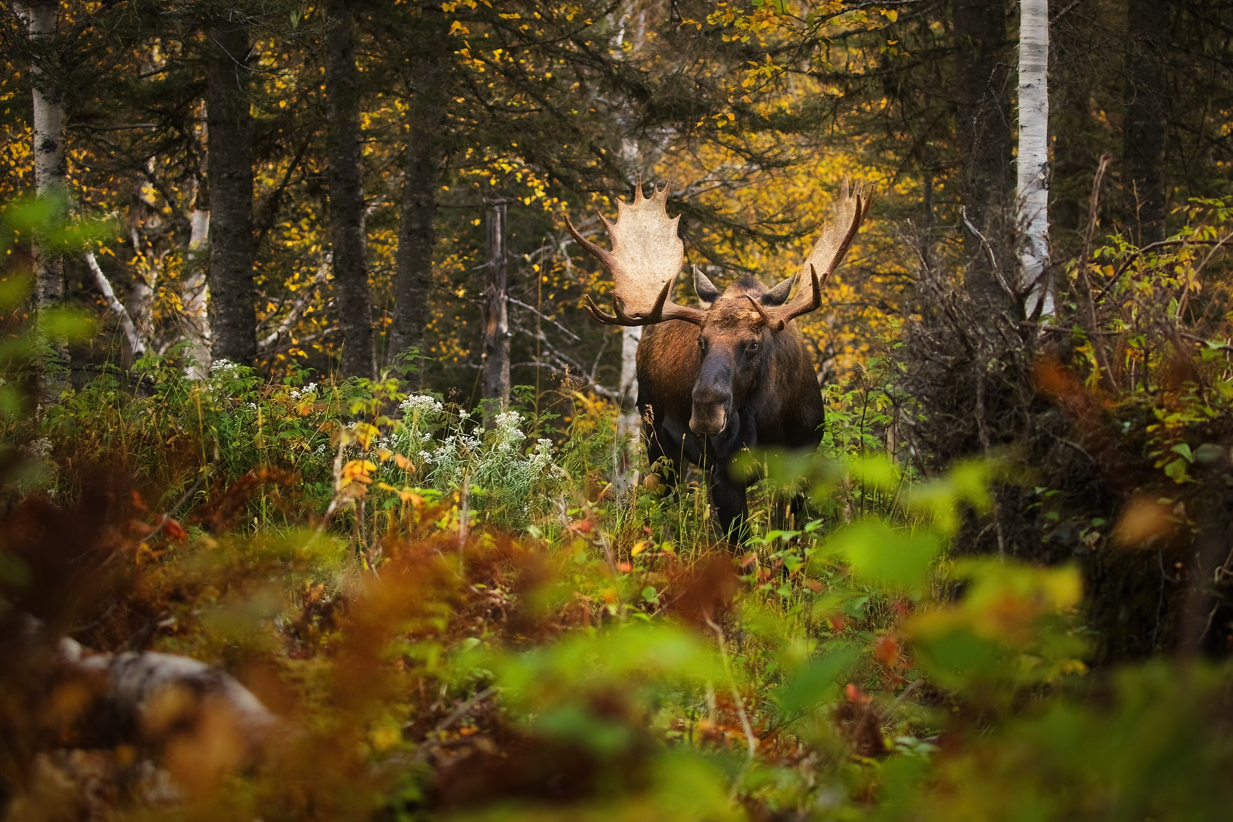 Moose - Fall 027