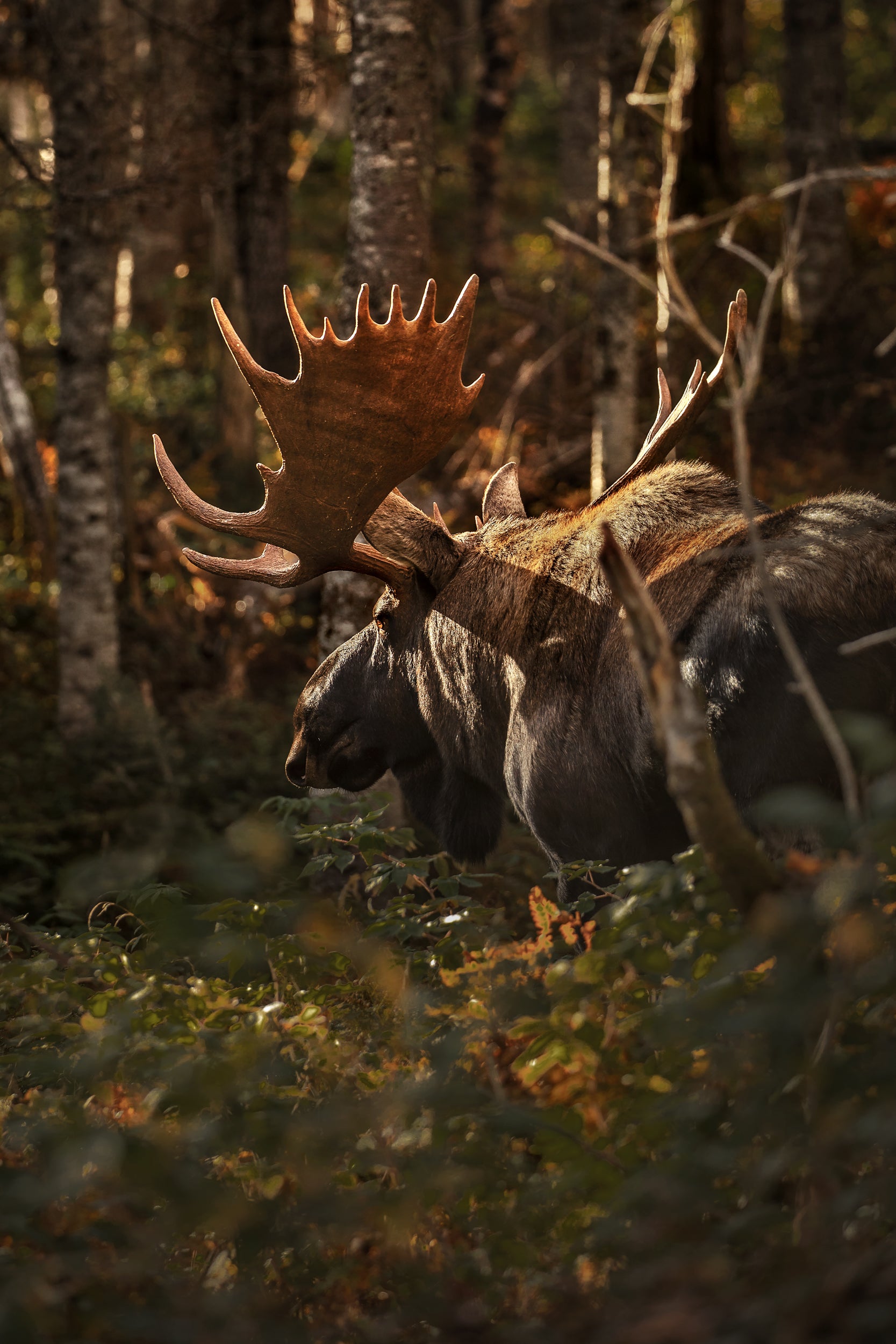 Moose - Fall 028