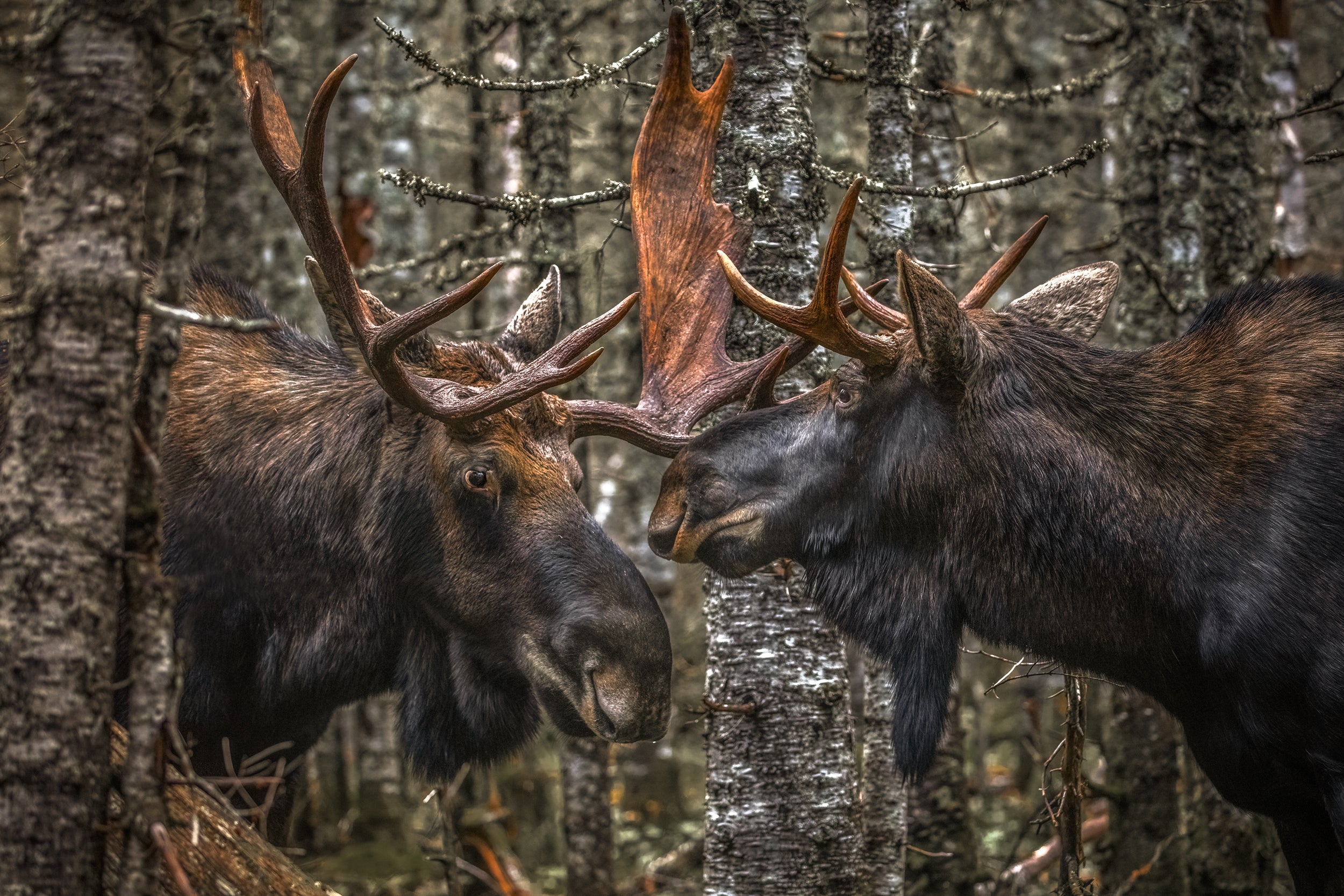 Moose - Fall 029