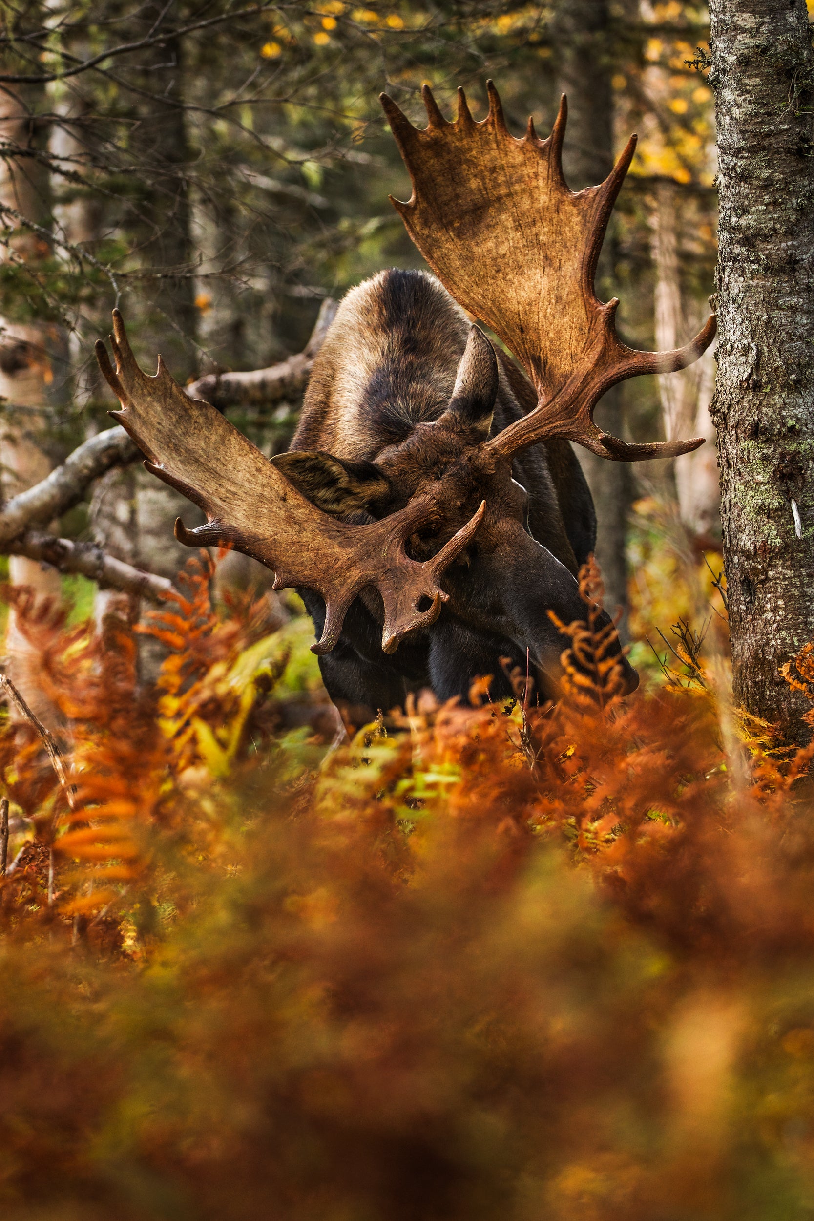 Moose - Fall 030