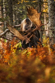 Moose - Fall 030
