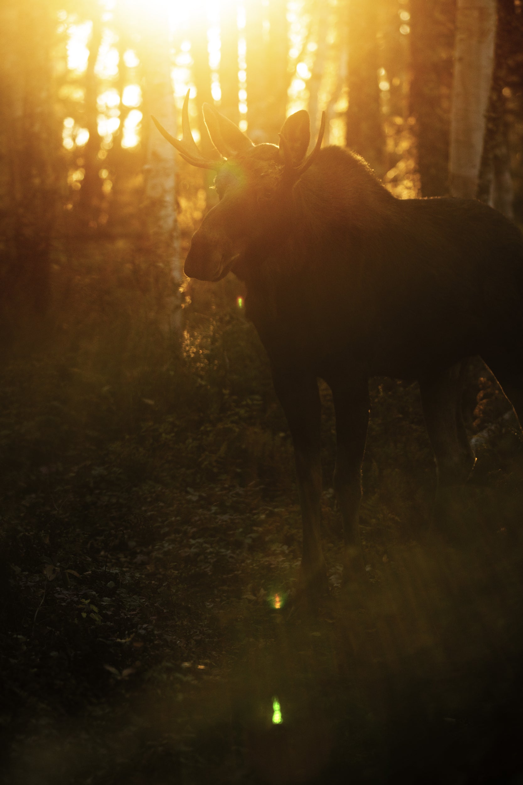 Moose - Autumn 033