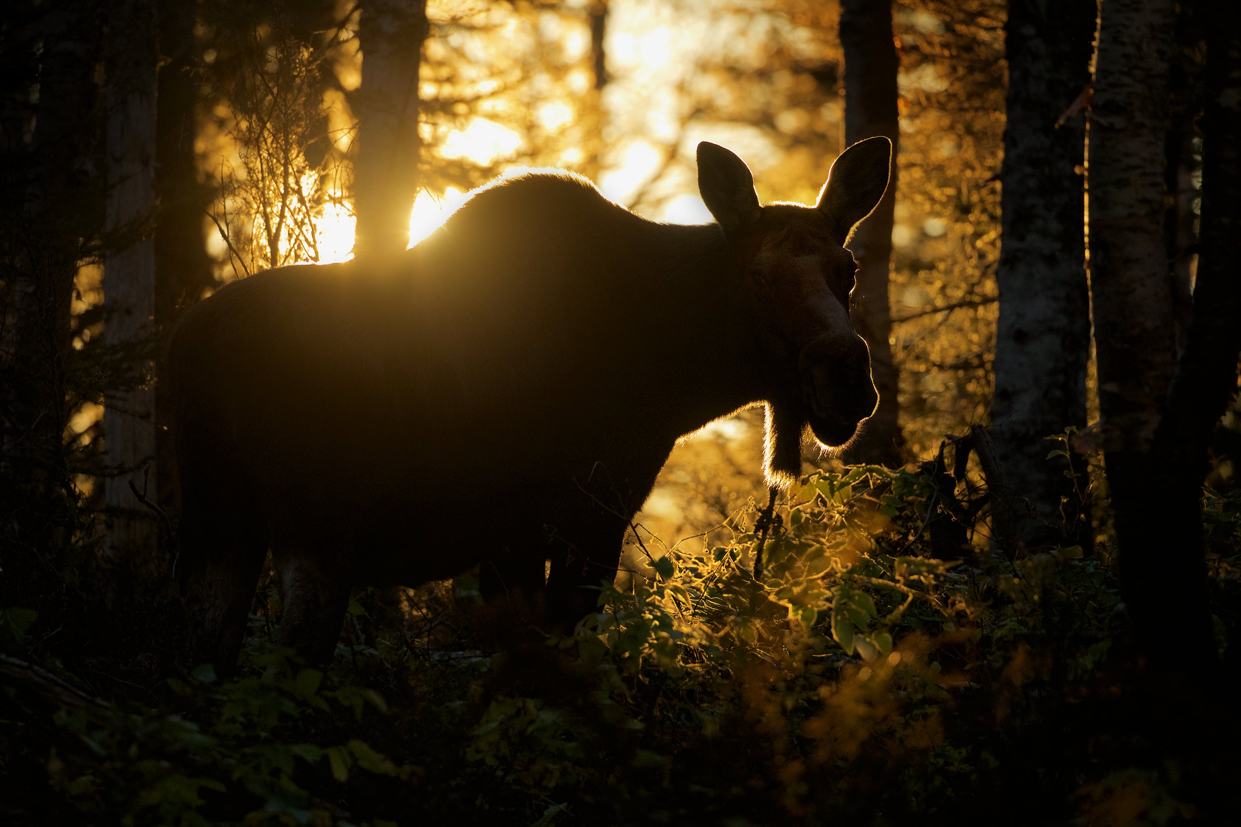 Moose - Autumn 034