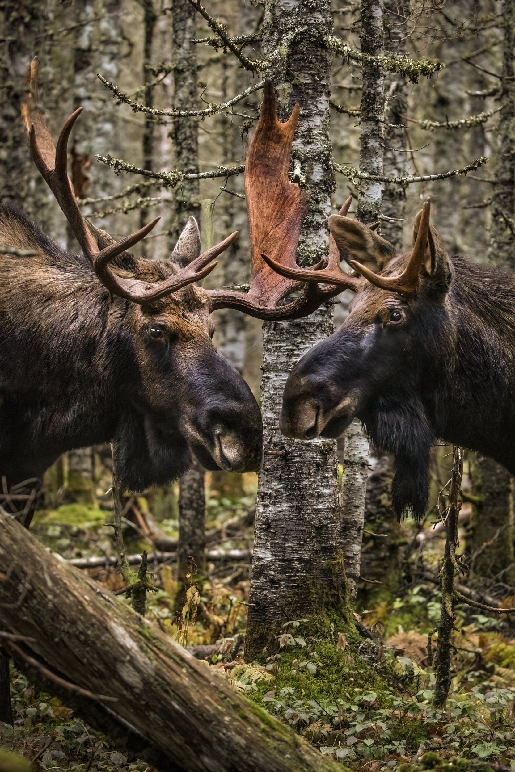 Moose - Autumn 036
