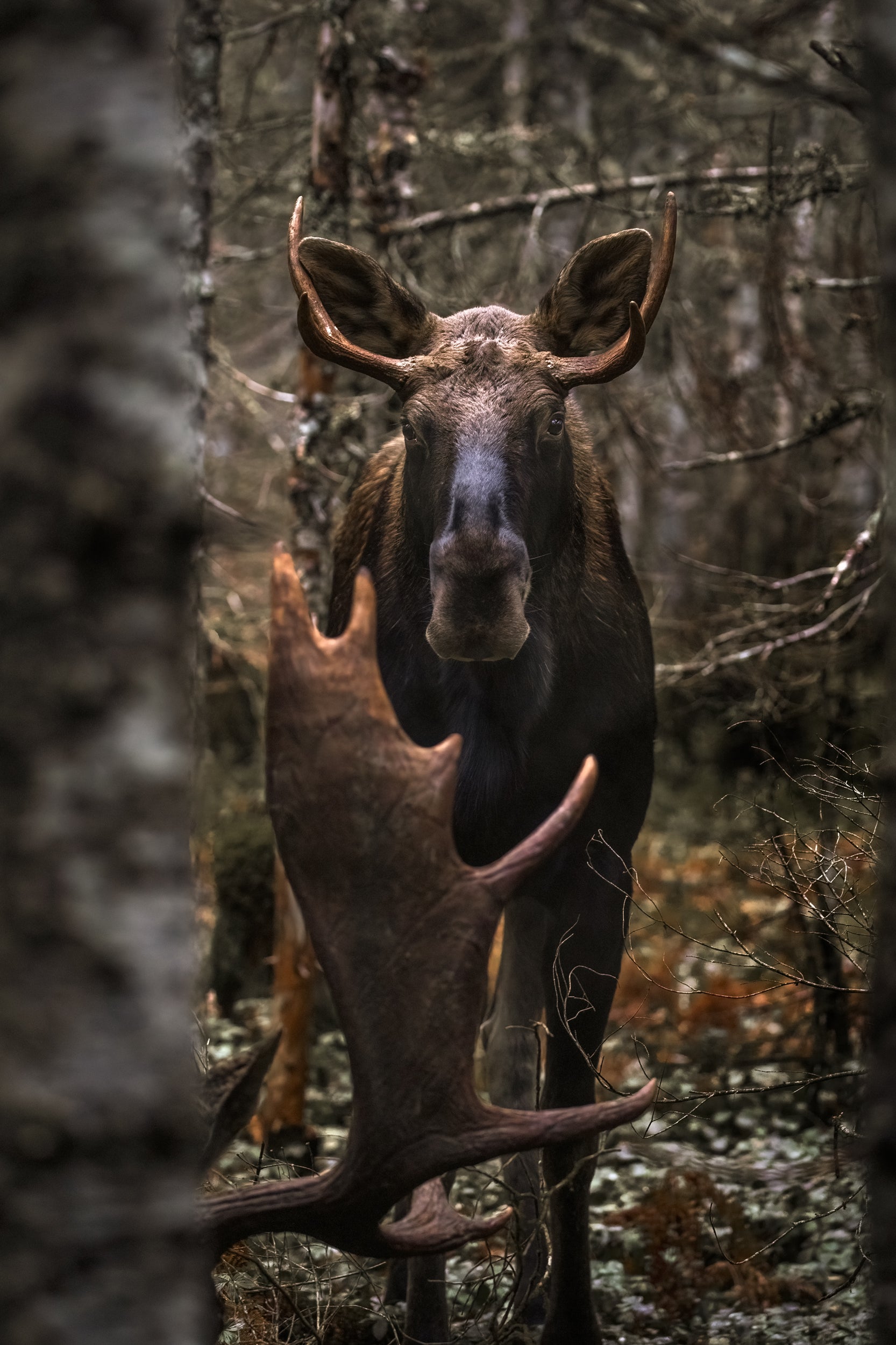 Moose - Autumn 039