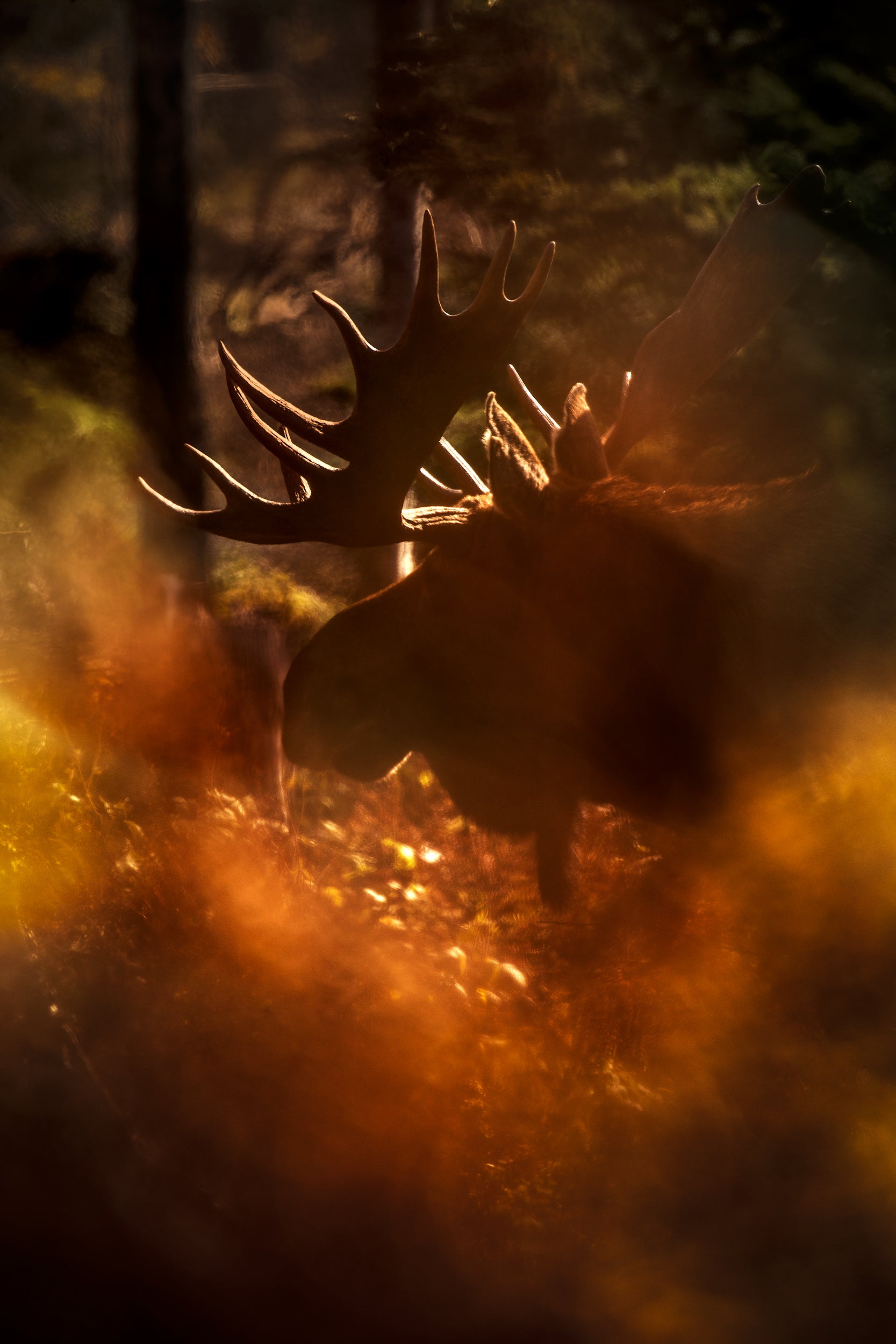 Moose - Autumn 041