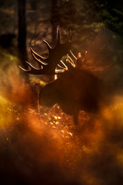 Moose - Autumn 041