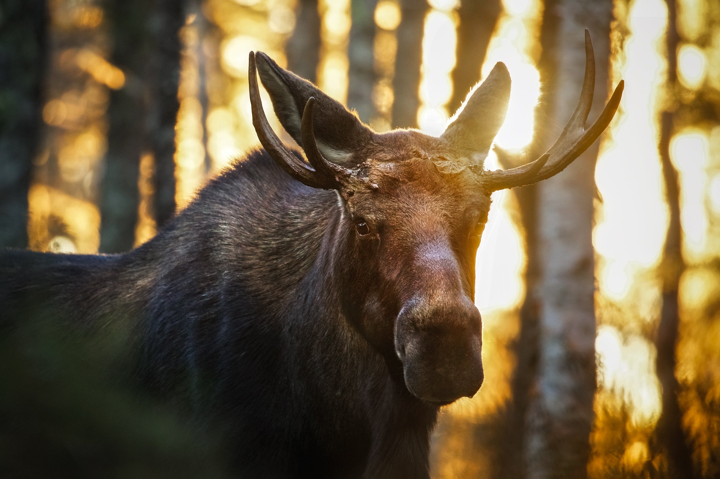 Moose - Autumn 043