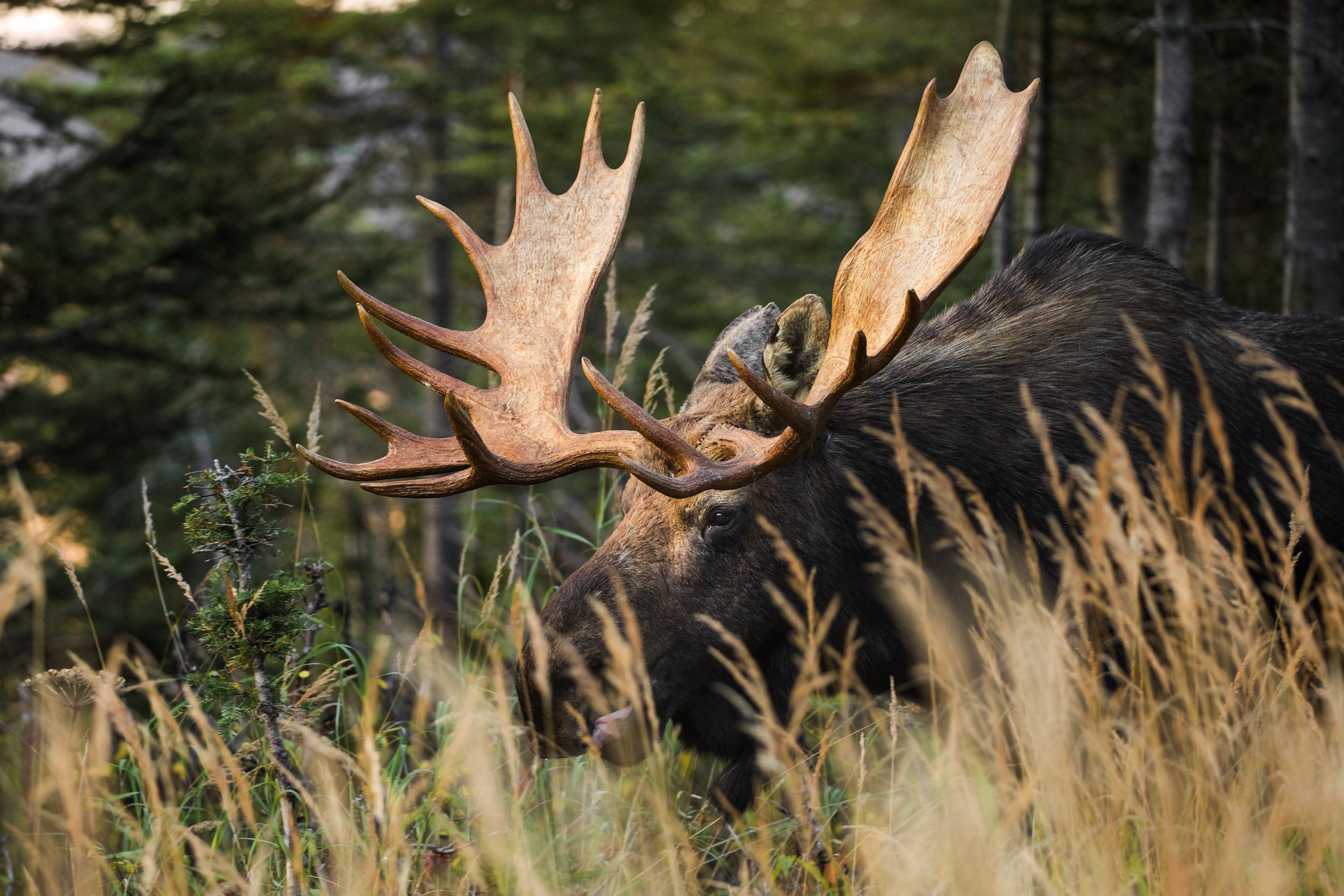 Moose - Autumn 045