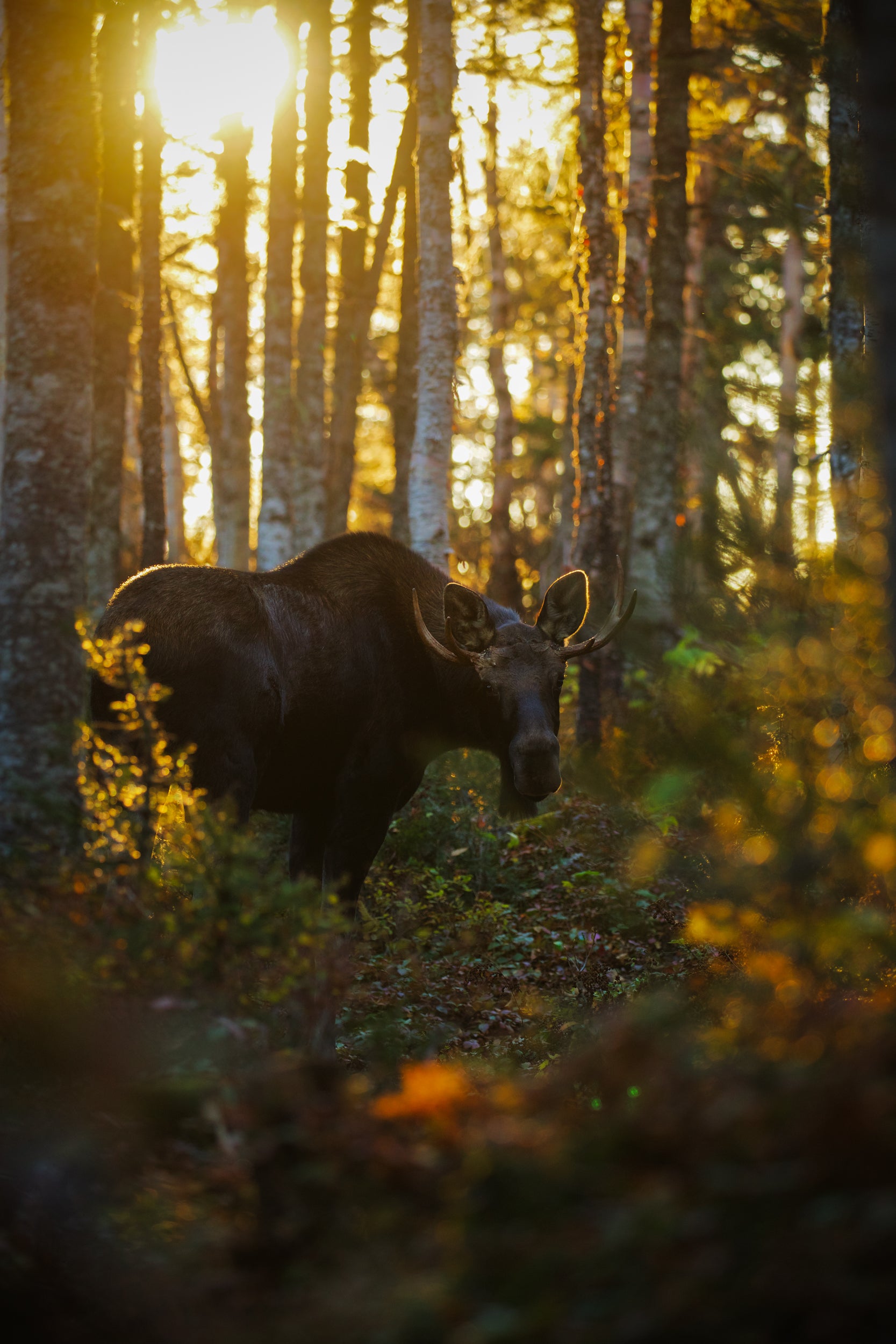 Moose - Autumn 049