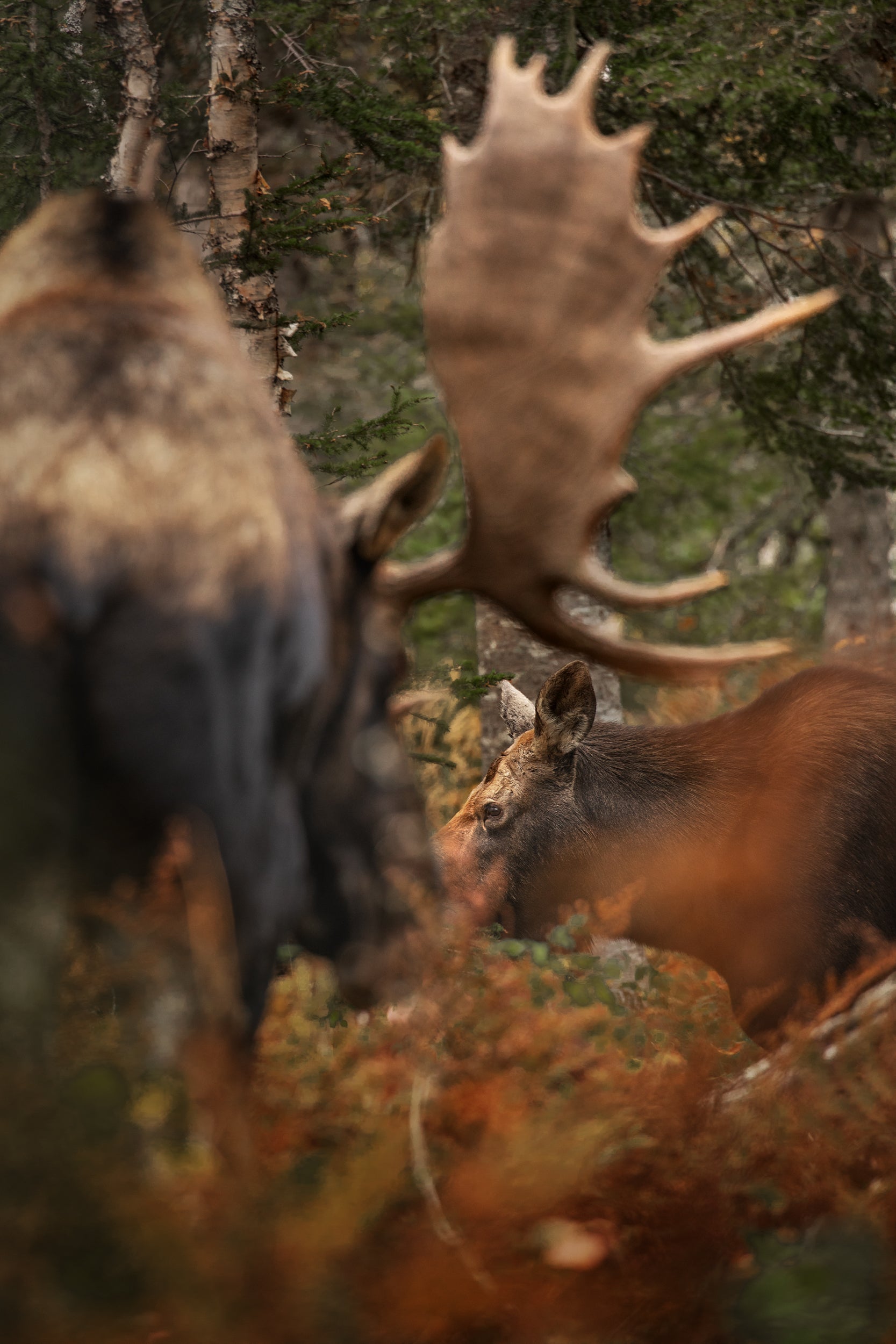 Moose - Autumn 050