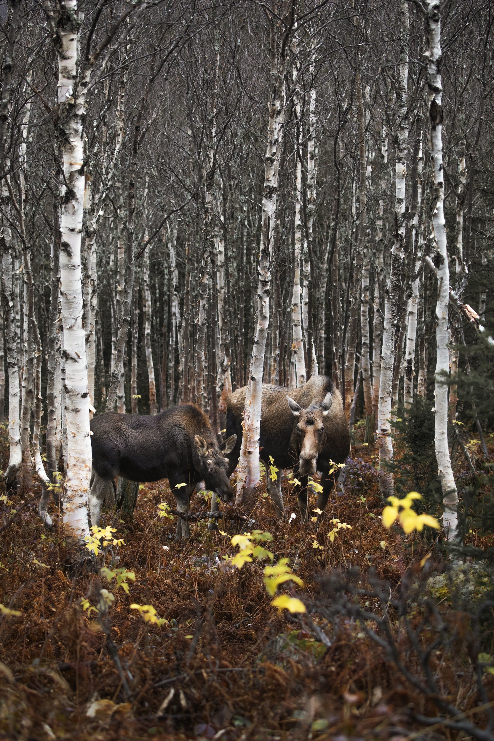 Moose - Autumn 051