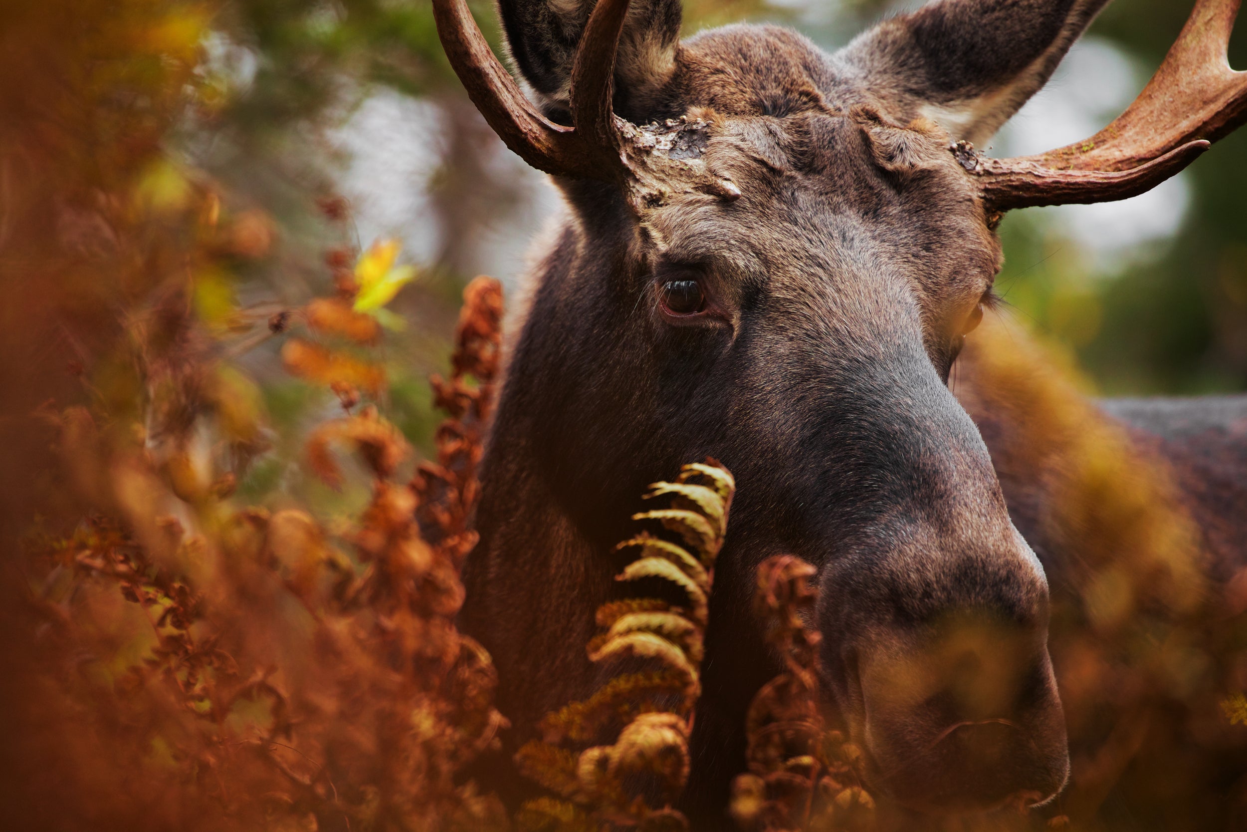 Moose - Autumn 054