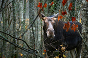 Moose - Autumn 057