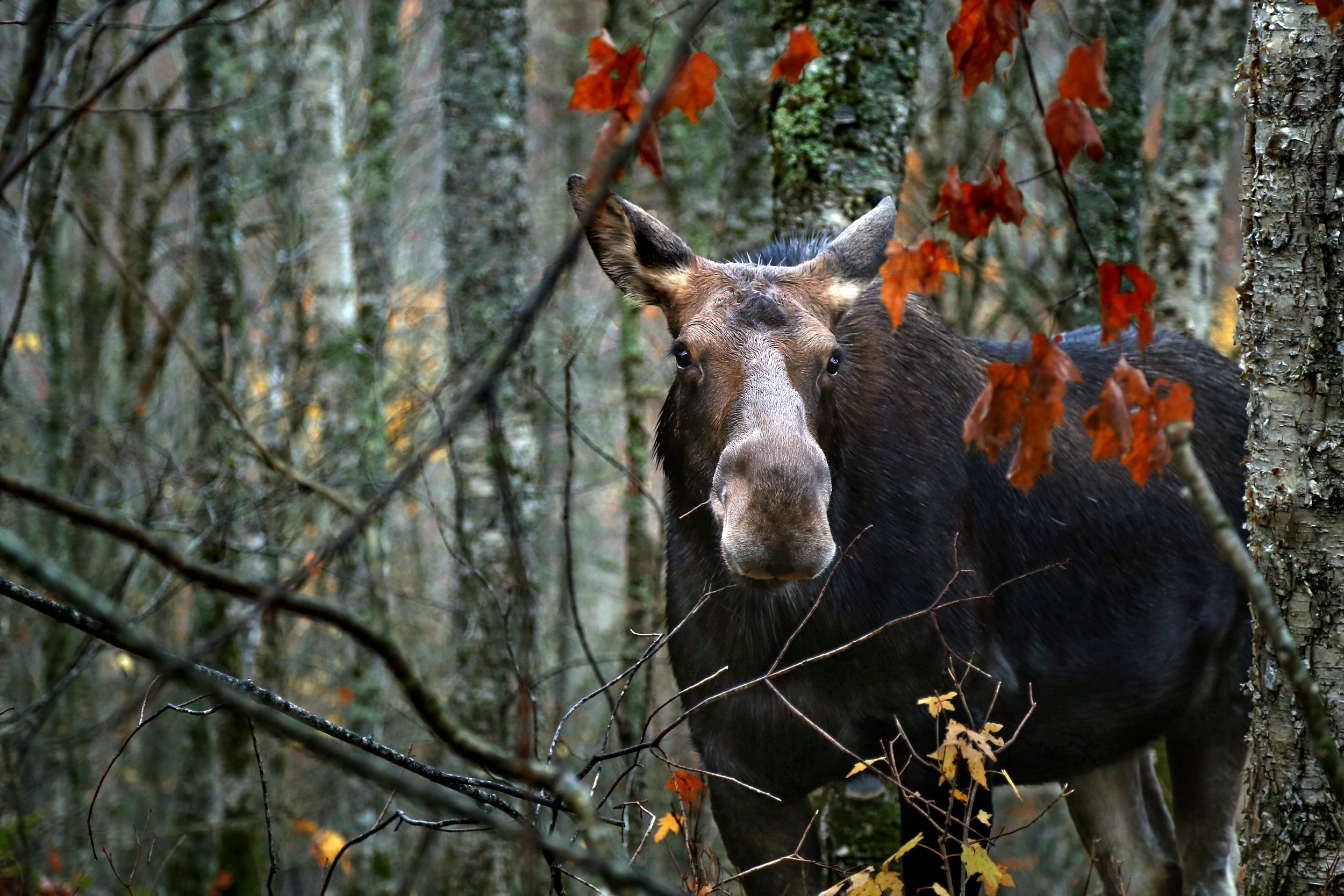 Moose - Autumn 057
