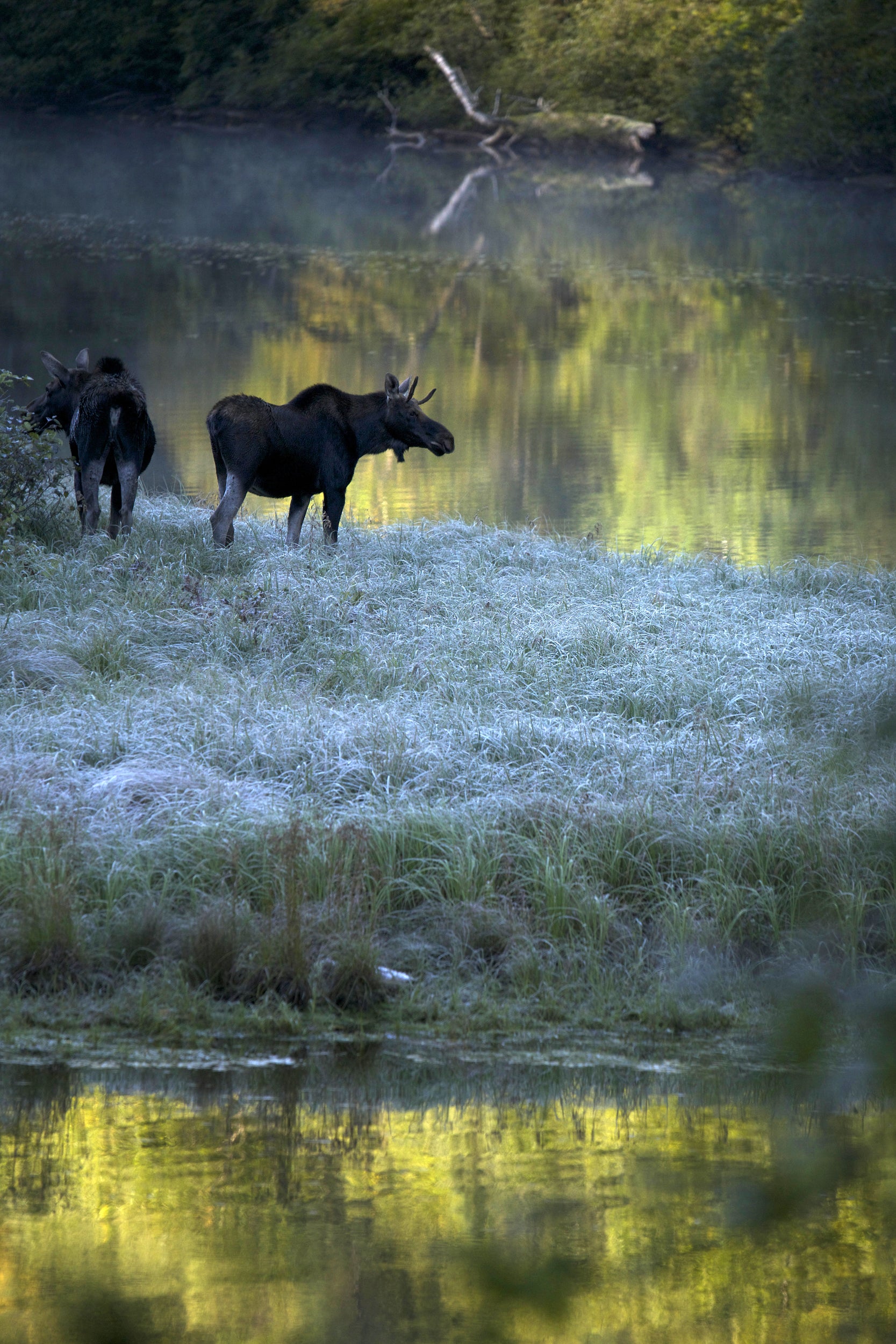 Moose - Autumn 059