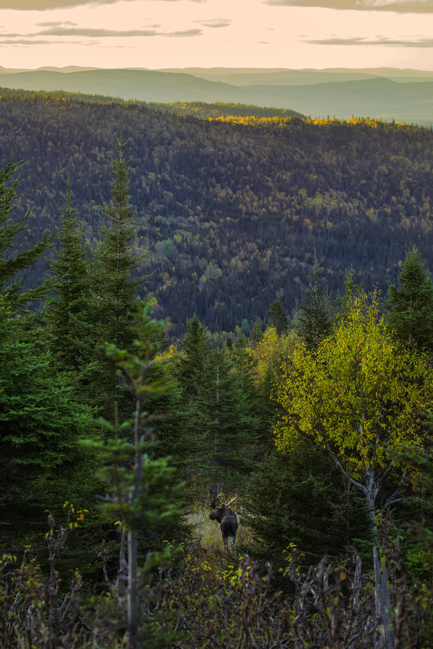 Moose - Autumn 064