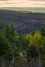 Moose - Autumn 064