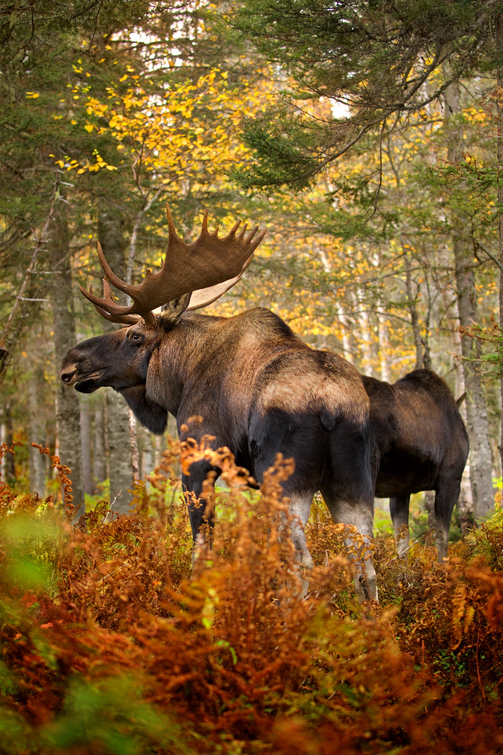 Moose - Autumn 066
