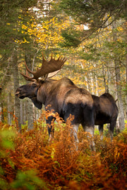 Moose - Autumn 066