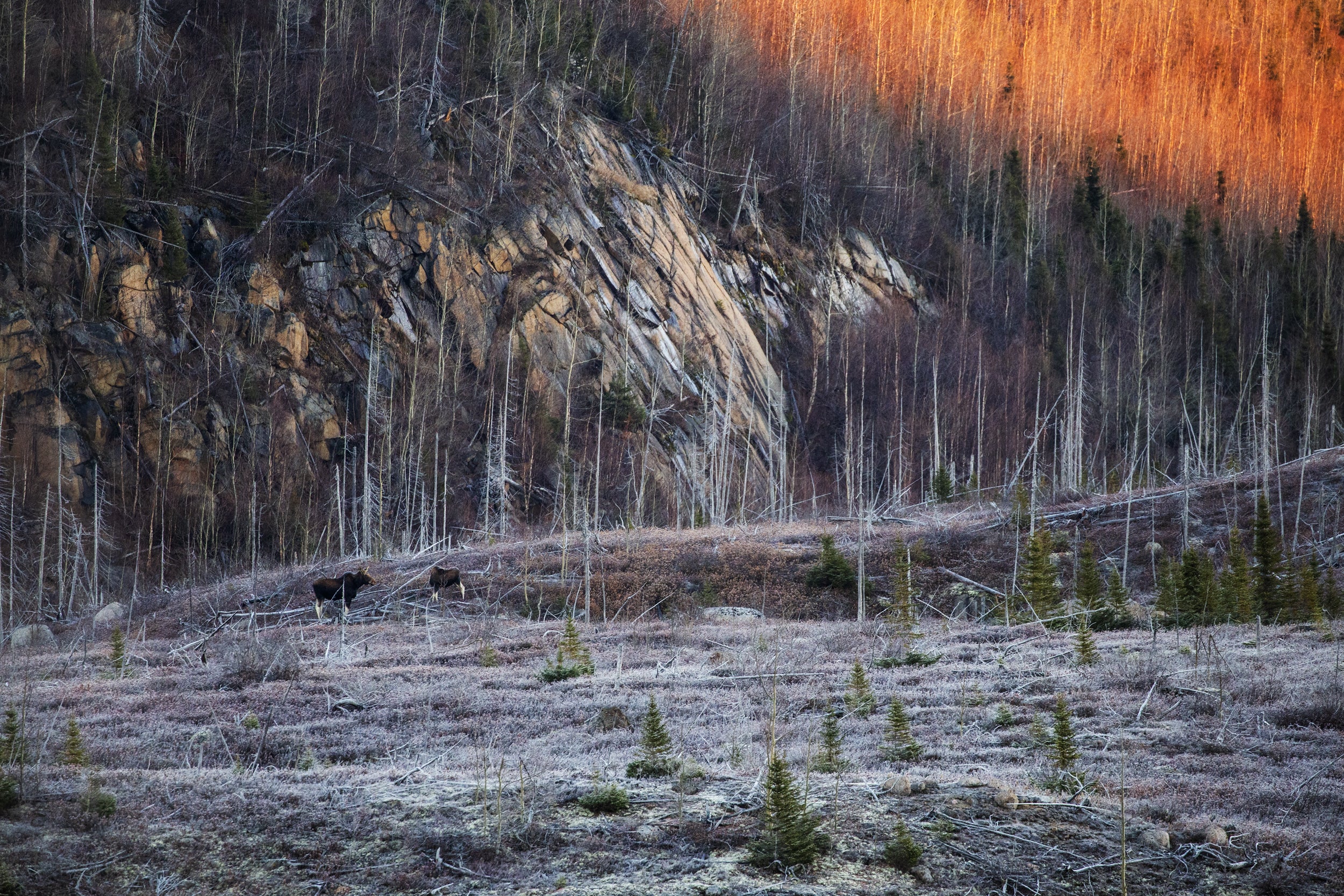 Moose - Autumn 069