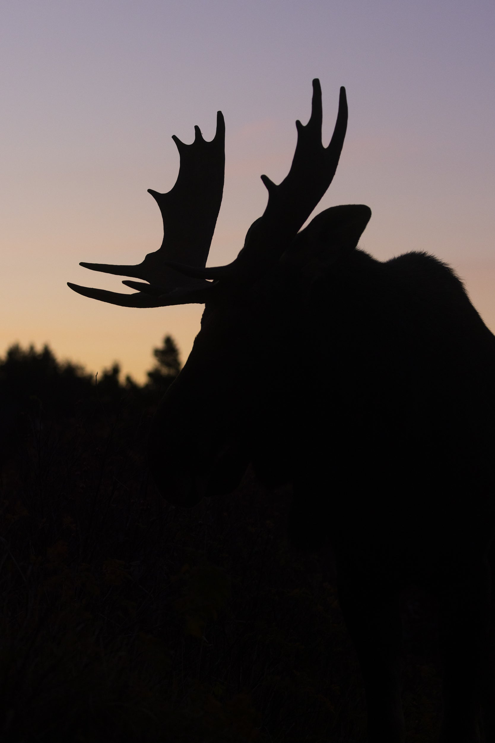 Moose - Autumn 071