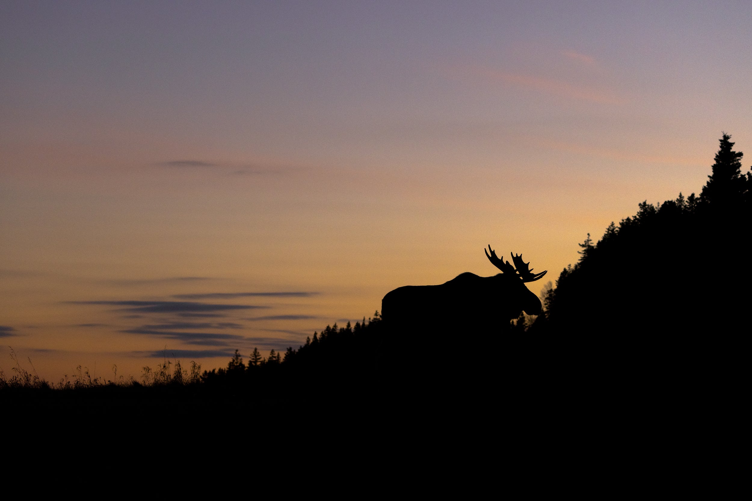 Moose - Autumn 072