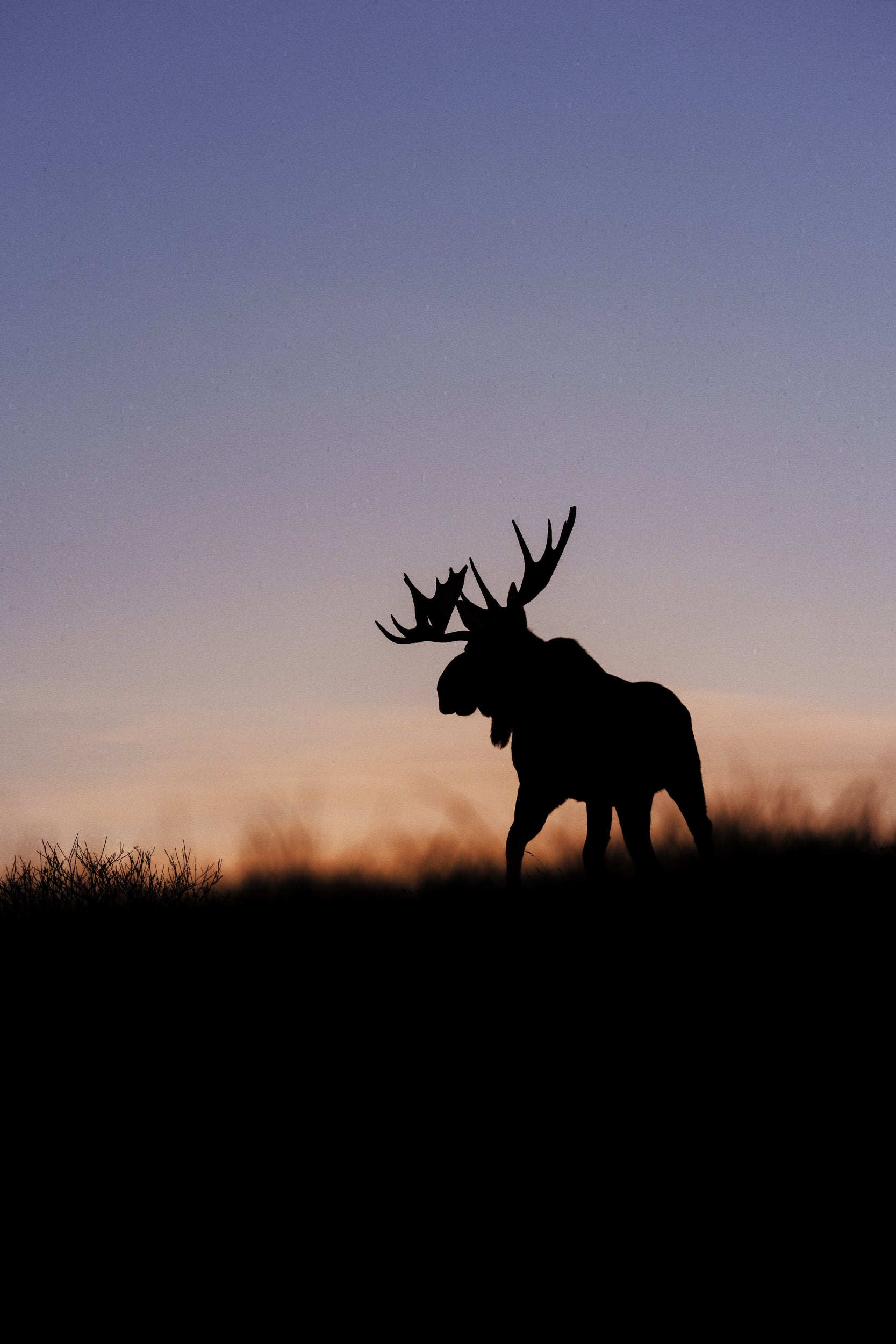 Moose - Autumn 074
