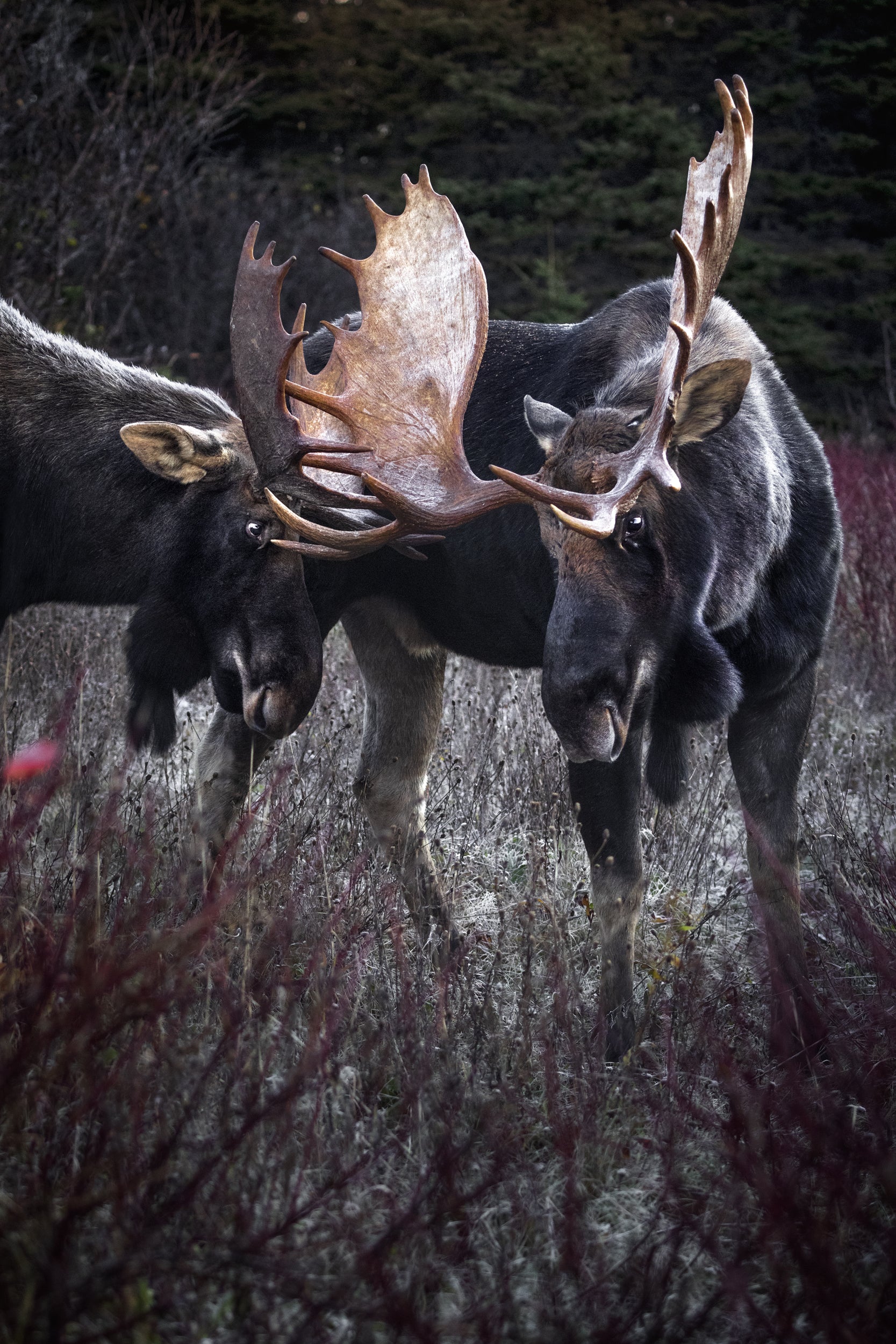 Moose - Autumn 076