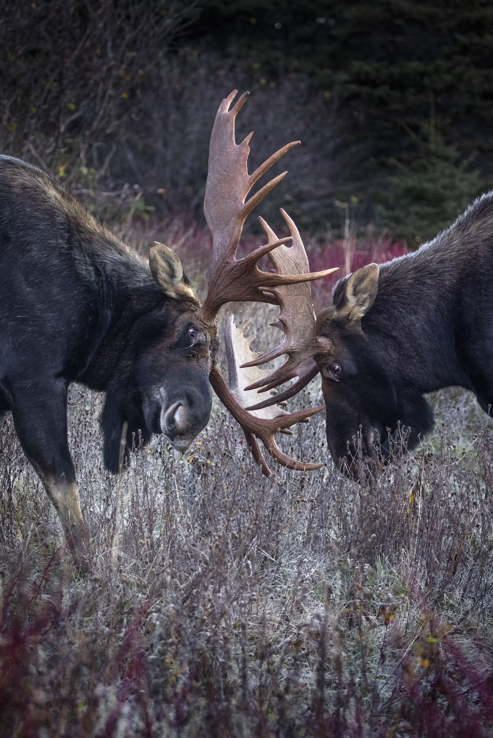 Moose - Autumn 077